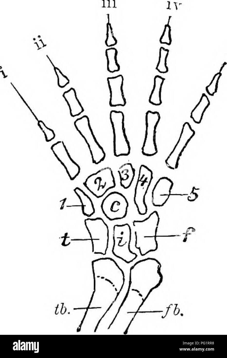. Elementi di anatomia comparata dei vertebrati. Anatomia di confronto. Arti 127 distale sono chiamati carpalia o tarsalia (in senso stretto). Essi sono conteggiati a partire dalla pre-assiale (radiale o tibiale) lato dell'arto. Amphibia.-anteriore e posteriore di estremità di Urodela sono formati essenzialmente sul terreno-piano sopra descritto. Di solito ci sono cinque cifre nella zampa posteriore-arto, e sempre quattro a prua-arto. In Anura la radio e ulna diventare fusi insieme e una separata intermedium è che vogliono; la fila prossimale del tarso, inoltre, consiste di due soli cylindri Foto Stock