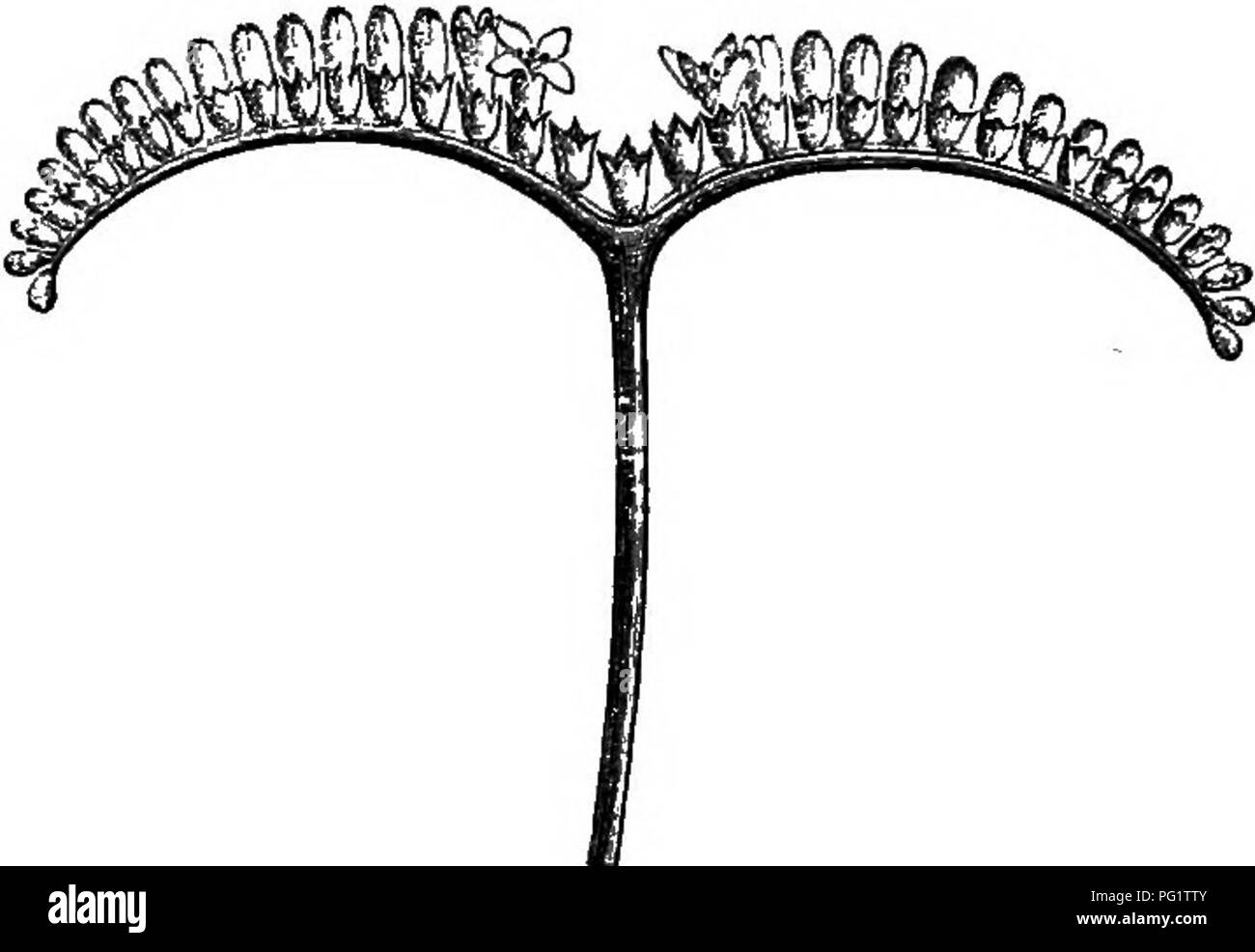 . La storia naturale delle piante. La botanica. RUBIACE^. 301 ovatiflora, un piccolo albero australiano, ha polygamo-dicecious fiori che approccio molto quasi a quelle della ridotta tipi di Ouettarda. La corolla è valvate o leggermente embricato. In Guettarda eiiipUca. fiore maschile, l'ovaio sterile è sormontato da un semplice subulate papillose e stile. L'ovario diventa un elon- drupa di gate con un 2-4-celled putamen. Si può considerare questa pianta come formare solo una sezione del genere Guettarda; le sue infiorescenze assomigliano umbels talvolta sovrapposte. Canthium (fig.- 290-293), a cui abbiamo allegato come Foto Stock