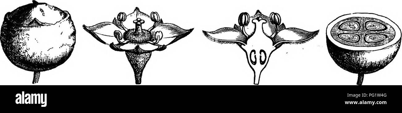 . La storia naturale delle piante. La botanica. UMBULLIFEB^. 167 le foglie sono semplici, palmatifid o composto-digitate e gli stili sono uniti a una piccola misura o liberi di base. L'albume è spesso, ma non sempre, ruminare. Gurtisia faginea (fig. 213-217), un piccolo albero da capo, ordinariamente di cui alla famiglia del Goriiacece, differisce in abitudine e Ctirtisia faginea.. Fig. 216. Frutta (f). Fig. 213. Fiore (f). Fig. 215. Lungo. setta, del fiore. Fig. 217. Trans. setta, della frutta. fogliame da Hedera, ma ha il suo fiore, costruito sul tipo 4. Il suo recipiente obconical lodge Foto Stock . La storia naturale delle piante. La botanica. UMBULLIFEB^. 167 le foglie sono semplici, palmatifid o composto-digitate e gli stili sono uniti a una piccola misura o liberi di base. L'albume è spesso, ma non sempre, ruminare. Gurtisia faginea (fig. 213-217), un piccolo albero da capo, ordinariamente di cui alla famiglia del Goriiacece, differisce in abitudine e Ctirtisia faginea.. Fig. 216. Frutta (f). Fig. 213. Fiore (f). Fig. 215. Lungo. setta, del fiore. Fig. 217. Trans. setta, della frutta. fogliame da Hedera, ma ha il suo fiore, costruito sul tipo 4. Il suo recipiente obconical lodge Foto Stock