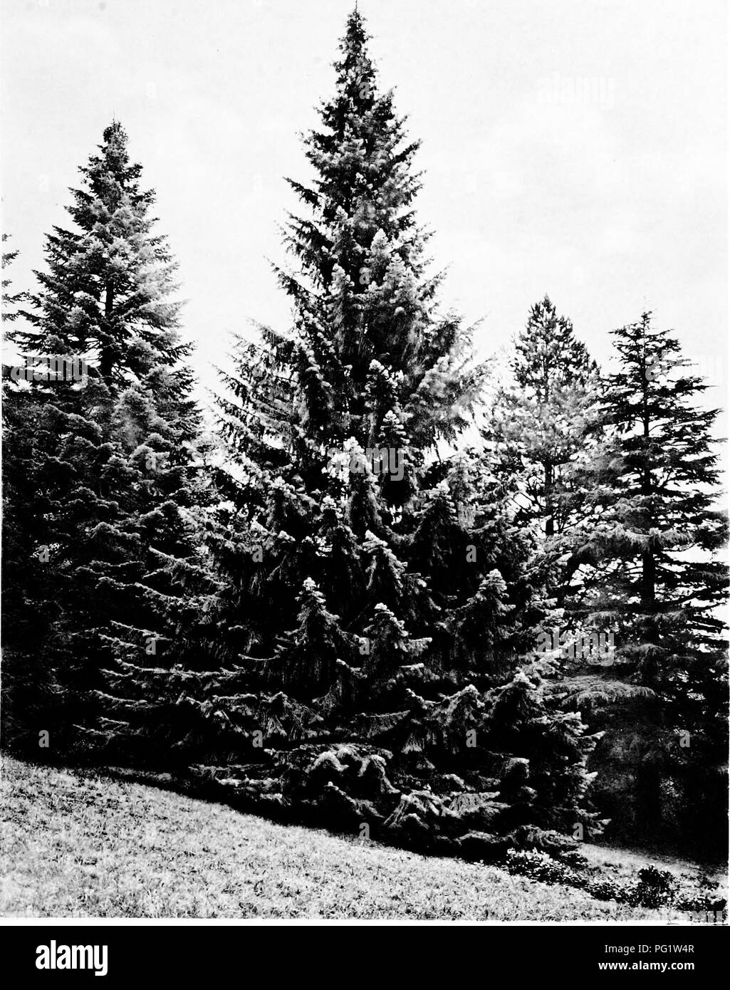 . Gli alberi di Gran Bretagna &AMP; l'Irlanda. Alberi; alberi. Â Â¢i -,i, SETOLE-FIR CONO AL CASTELLO DI EASTNOR piastra 224.. Si prega di notare che queste immagini vengono estratte dalla pagina sottoposta a scansione di immagini che possono essere state migliorate digitalmente per la leggibilità - Colorazione e aspetto di queste illustrazioni potrebbero non perfettamente assomigliano al lavoro originale. Elwes, Henry John, 1846-1922; Henry, Agostino, 1857-1930. Edinburgh, Priv. Stampa. Foto Stock