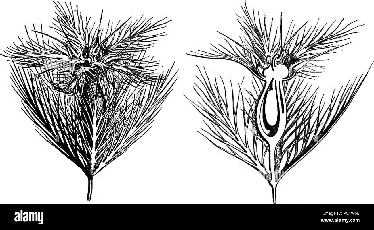 Una sezione di "storia naturale delle piante" che illustra le caratteristiche della famiglia Umbelliferae, in particolare Lagoecia cuminoides, una pianta mediterranea annuale. Questa descrizione comprende la struttura floreale della pianta e il suo contesto ecologico all'interno della famiglia, evidenziandone la fertilità e le caratteristiche morfologiche. Foto Stock