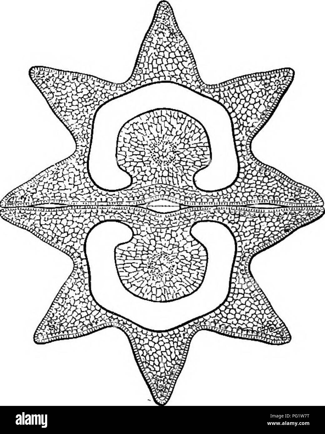 . La storia naturale delle piante. La botanica. 138 STORIA NATURALE DI PIANTE. solco verticale. Sono erbe perenni e molto aromatico, somigliante a taluni Ghcerophylla. Uno è europeo; le foglie sono decompound, bi- o tripinnate. In una seconda specie, dal Nord America, tipo di genere Glycosma, le foglie sono bi-. o tripiimate. Ci uniamo a esso come una sezione Osmorhiza, dallo stesso paese Glycosma, e ad esso simile, ma con molto numerose vittae, talvolta molto sottile o quasi nullo. Myrrhis odorata. Scandix Pecten Veneris,. Maiale. 154. Frutta (f). Fig. 156. Trans, setta, della frutta. Analogo a th Foto Stock . La storia naturale delle piante. La botanica. 138 STORIA NATURALE DI PIANTE. solco verticale. Sono erbe perenni e molto aromatico, somigliante a taluni Ghcerophylla. Uno è europeo; le foglie sono decompound, bi- o tripinnate. In una seconda specie, dal Nord America, tipo di genere Glycosma, le foglie sono bi-. o tripiimate. Ci uniamo a esso come una sezione Osmorhiza, dallo stesso paese Glycosma, e ad esso simile, ma con molto numerose vittae, talvolta molto sottile o quasi nullo. Myrrhis odorata. Scandix Pecten Veneris,. Maiale. 154. Frutta (f). Fig. 156. Trans, setta, della frutta. Analogo a th Foto Stock