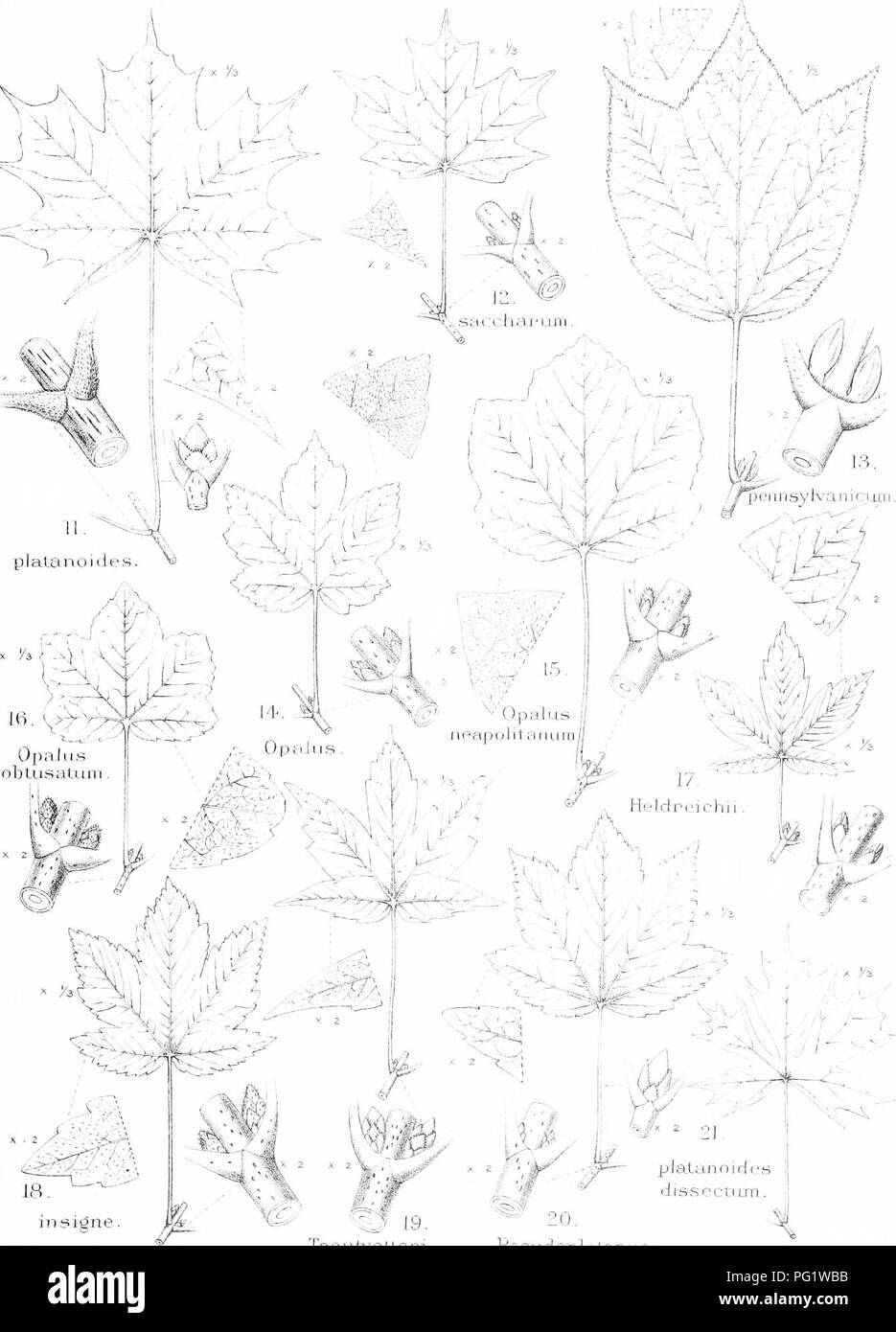 Questo lavoro fornisce descrizioni e illustrazioni dettagliate delle specie di alberi presenti in Gran Bretagna e Irlanda, concentrandosi sugli alberi nativi e non nativi della regione. Foto Stock