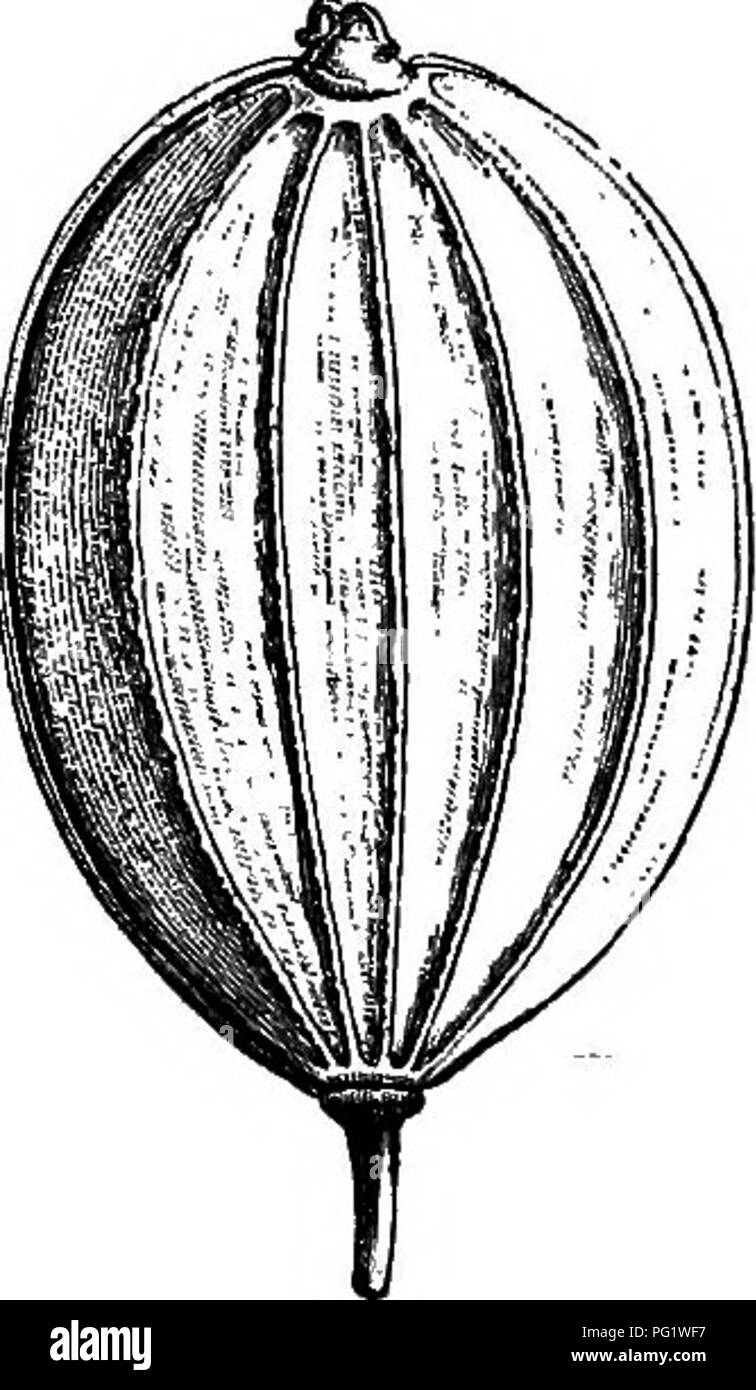 . La storia naturale delle piante. La botanica. Pmoedanum {Scnrodosu) Asa-fiBiida. Fig. 86. Trans, setta, di frutta {"f). Fiori, sessili o con breve pedicels, e disposto in nessun ordine fisso intorno al punto dove la molla alla base le assi secondari dell'infiorescenza. Ma questa peculiarità è lungi dal costante. Lo stesso è vero per la consistenza legnosa e il grande sviluppo dei gambi, della forma e delle dimensioni della foglia- divisioni.'^ Ferulago ^ è la Ferula il cui vittse, in numero variabile, spesso facilmente separato dal carpels, con il rivestimento esterno del frutto appartenente al ricettacolo.' Th Foto Stock