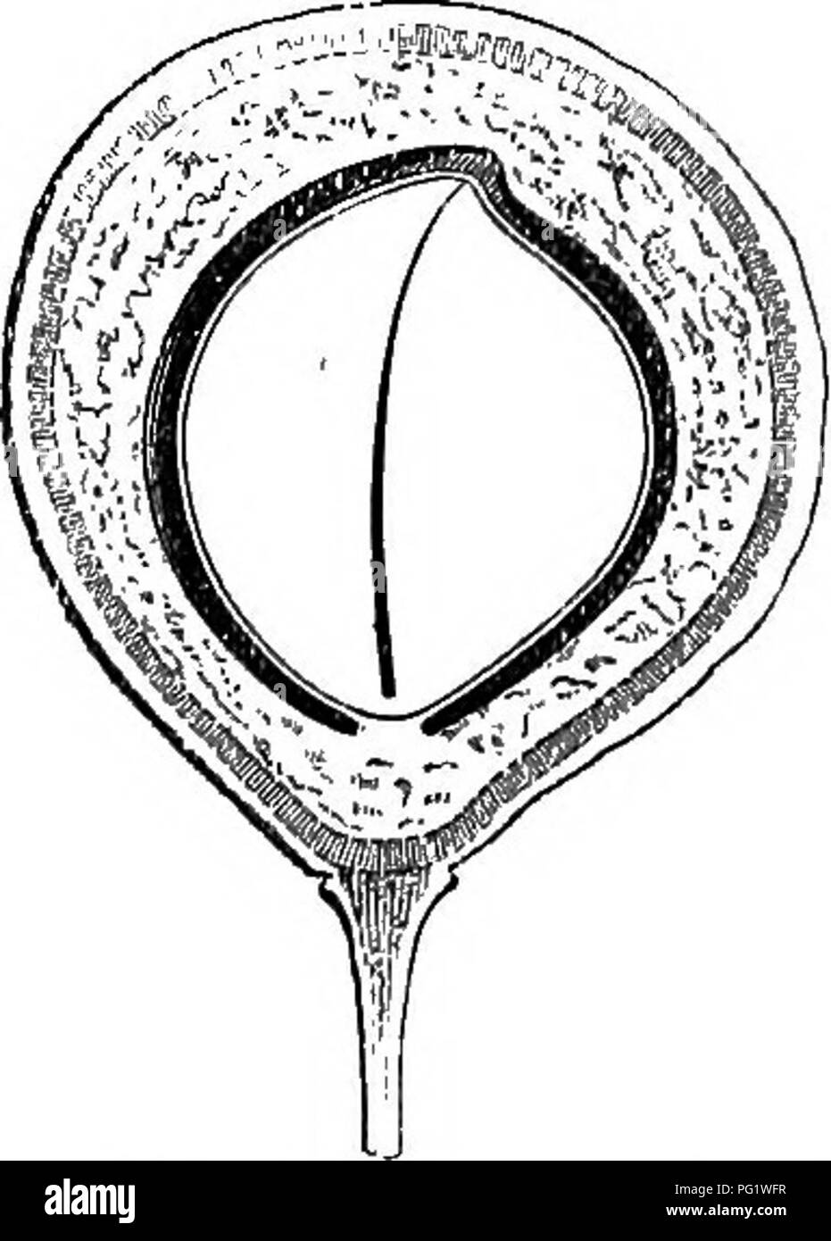 . La storia naturale delle piante. La botanica. Kg. 383. Frutta. Fig. 384. Lungo. setta, di frutta con un movimento agevole di fronte coriacee con numerose belle vicino parallelo penniform nervures secondario e fiori in grappoli di terminale o ascellare e più o meno ramificate cymes. Essi abitano in tutte le regioni tropicali dell'America, Asia, Oceania e Africa. V. QUIINA SEEIES. I fiori di Qidina^ (fig. 385) sono poligamo, con un piccolo recipiente convesso cuscinetto al primo decussate quattro o cinque sepali embricato. I petali, alternativo e in numero uguale, o salita a sette o otto, sono liberi o leggermente Foto Stock