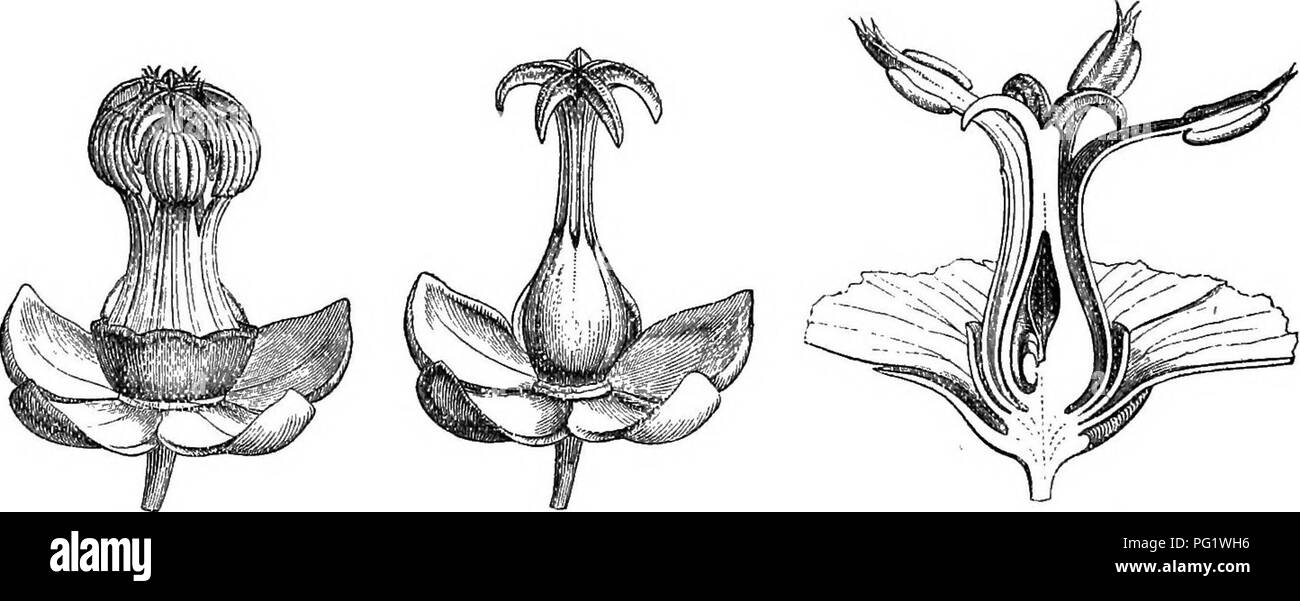 La Storia Naturale Delle Piante La Botanica Fig 367 Fiore Fik