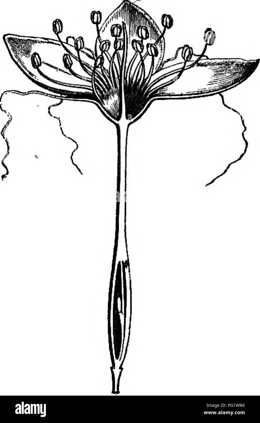 Il lavoro di Baillon sulla storia naturale delle piante dettaglia la struttura dei fiori come quelli del genere Calythrix. Questi fiori sono caratterizzati da cinque sepali, numerosi stami e petali disposti in diverse serie, anche se senza ghiandole interposte. Le illustrazioni aiutano a comprendere queste caratteristiche principali dell'impianto. Foto Stock