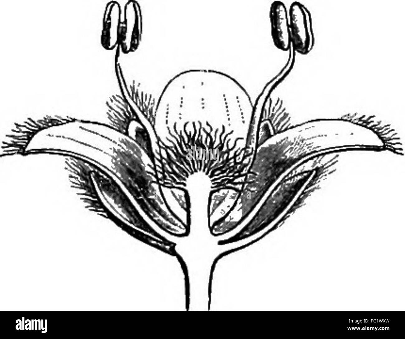 . La storia naturale delle piante. La botanica. 282 Storia naturale di piante. V. PHYTOCEENE SEEIES, i fiori di Phytocrene^ (fig. 330-333) sono dioica, molto analoghe a quelle di Mappia. Nel maschio un piccolo recipiente convesso supporta un cade,^ con tre o quattro foglie valvate, più o meno coerente prima presso la base, quindi completamente gratuito, riflessi all'apice, valvate nel prefloration. Il androceum è composto da un uguale numero di alternative stami, la cui libera exserted filamenti Phytoerene macrophylla.. Si prega di notare che queste immagini vengono estratte dalla pagina sottoposta a scansione le immagini che potrebbero ha Foto Stock