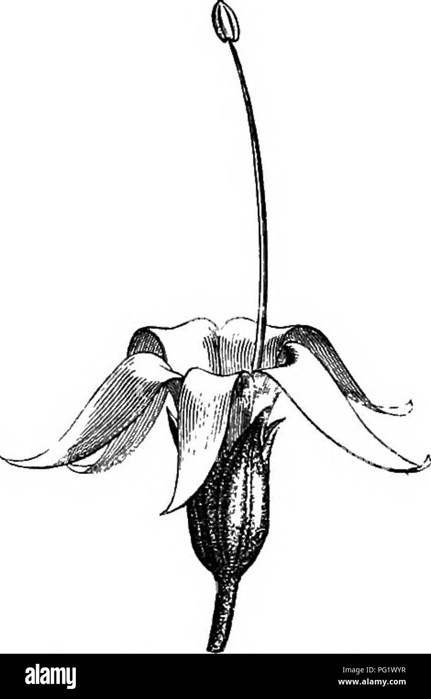 . La storia naturale delle piante. La botanica. Fig. 319. Fiori ermafroditi (^). Fig. 318. Porzione di infiorescenza. Fig. 320. Sezione longitudinale del fiore. carpellary ovario con stile semplice. Ma gli stami, completamente uniti alla base con un anello di ma leggero spessore, sono doppie in Anaca^dium ooeidentale.. u Fig. 322. Fiori ermafroditi senza cade (f). Kg. 321. Fiore maschio (^). Fig. 323. Sezione longitudinale del fiore ermafroditi. numero di petali. Uno solo di essi, o due o tre, più sviluppati rispetto agli altri, sono provvisti di una ben conformato antera. Si prega di notare che t Foto Stock