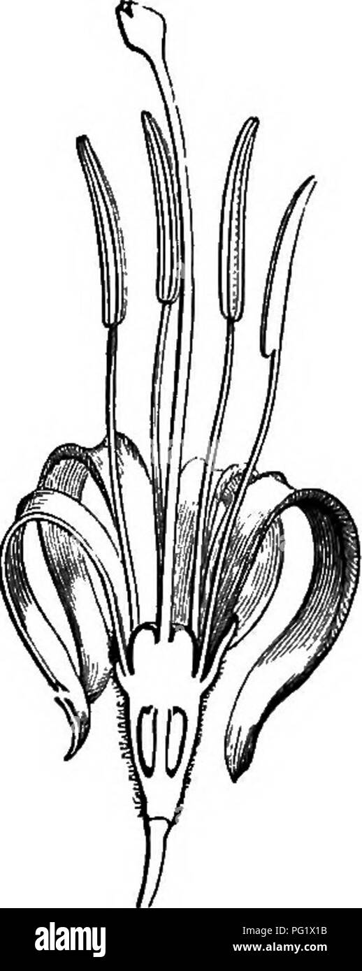 . La storia naturale delle piante. La botanica. Fig. 249. Flower {). Fig. 252. Setta trasversale, della frutta. Fig. 250. Lungo, setta, del fiore. è stato finora realizzato, ma di cui si deve effettuare solo una sezione del genere Alangium. Il androeeium vi è costantemente isostemonous, ma le cellule ovariche sono in numero di due. La conseguenza è che, in drupacee frutta, il putamen è incavata con due celle. Uno di essi è ordinariamente stretto e sterile. Il seme contenute in altri ha costantemente albume esternamente liscio e piatto cotiledoni. Così concepito,* questo genere comprende circa quindici specie^ inha Foto Stock