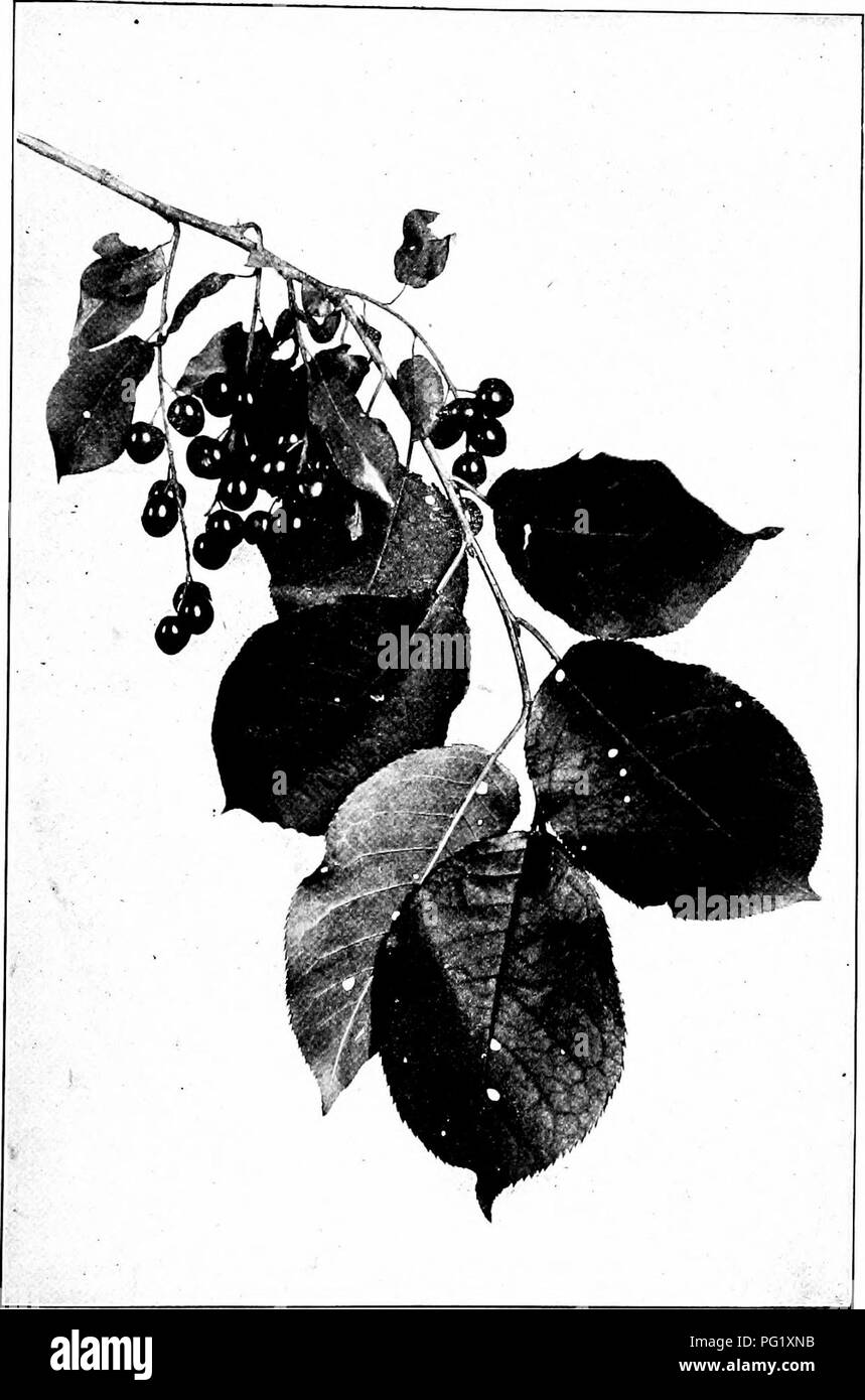 . I nostri alberi nativi e di come identificarli; un famoso studio delle loro abitudini e le loro peculiarità. Alberi. Strozzatura ciliegia. La fruttificazione spray di Clioke ciliegia, Pi virgiiiiana wins. Lascia jf a 4' lungo, l' per 2' ampio.. Si prega di notare che queste immagini vengono estratte dalla pagina sottoposta a scansione di immagini che possono essere state migliorate digitalmente per la leggibilità - Colorazione e aspetto di queste illustrazioni potrebbero non perfettamente assomigliano al lavoro originale. Keeler, Harriet L. (Harriet Louise), 1846-1921. New York, C. Scribner i figli Foto Stock