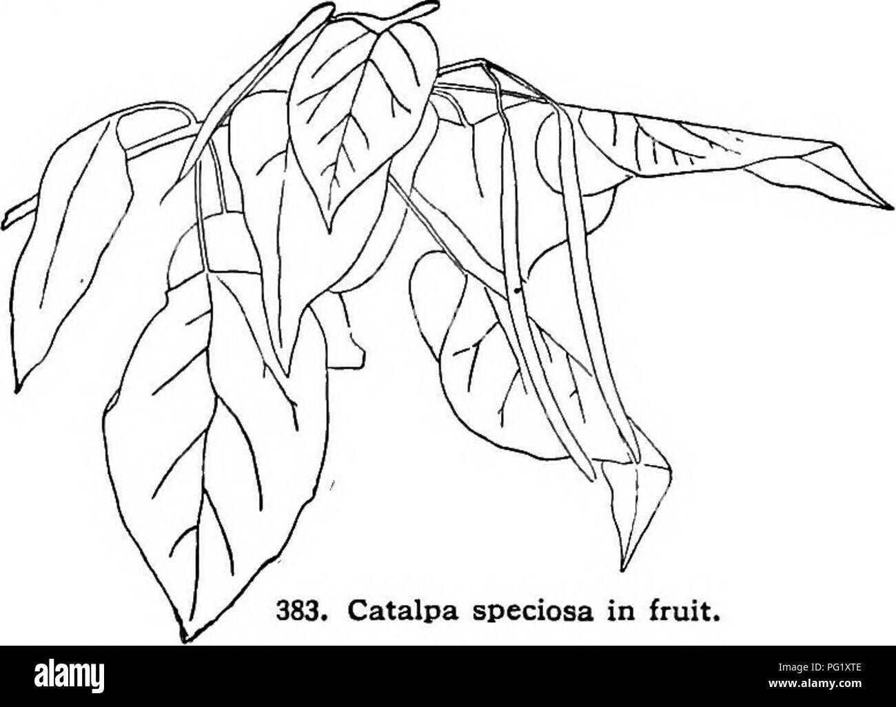 Questo riferimento orticolo fornisce tecniche di coltivazione dettagliate per una varietà di piante, tra cui frutta, verdura, fiori e specie ornamentali in Nord America. Offre un contesto geografico e informazioni biografiche per aiutare i giardinieri a scegliere le piante che prosperano in varie regioni degli Stati Uniti e del Canada. Foto Stock