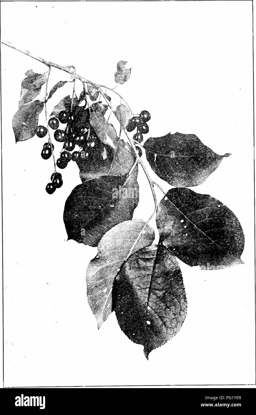 . I nostri alberi nativi e di come identificarli; un famoso studio delle loro abitudini e le loro peculiarità. Alberi. Strozzatura ciliegia. La fruttificazione spray di scelta Clierry, Piiuiin virgiiiiana. Lascia 2' tu 4' del polmone, 1' a 2/ ampia.. Si prega di notare che queste immagini vengono estratte dalla pagina sottoposta a scansione di immagini che possono essere state migliorate digitalmente per la leggibilità - Colorazione e aspetto di queste illustrazioni potrebbero non perfettamente assomigliano al lavoro originale. Keeler, Harriet L. (Harriet Louise), 1846-1921. New York, C. Scribner i figli Foto Stock
