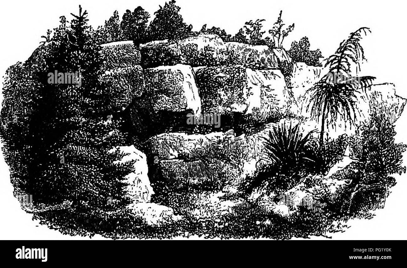 . Fiori alpini per giardini inglesi . Piante di montagna. Parte I. Il rock-giardino. 27 rockwork artificiale può essere mirabilmente associati con arbusti e alberi, e vigorosa di arrampicata e piante rampicanti, ma è assolutamente inadatto per la vera vegetazione alpina. Quando correttamente con- structed, viene presa cura per rendere l'interno delle masse cementato con profondi letti di terra, lasciando fori qui e lì di fronte alla struttura da cui le piante si può sbirciare via, mentre la parte superiore è lasciata aperta e possono essere piantate con arbusti e alberi. Il nuovo ibrido Clematises, con la loro nobile fiori, sarà, se piantato in Foto Stock