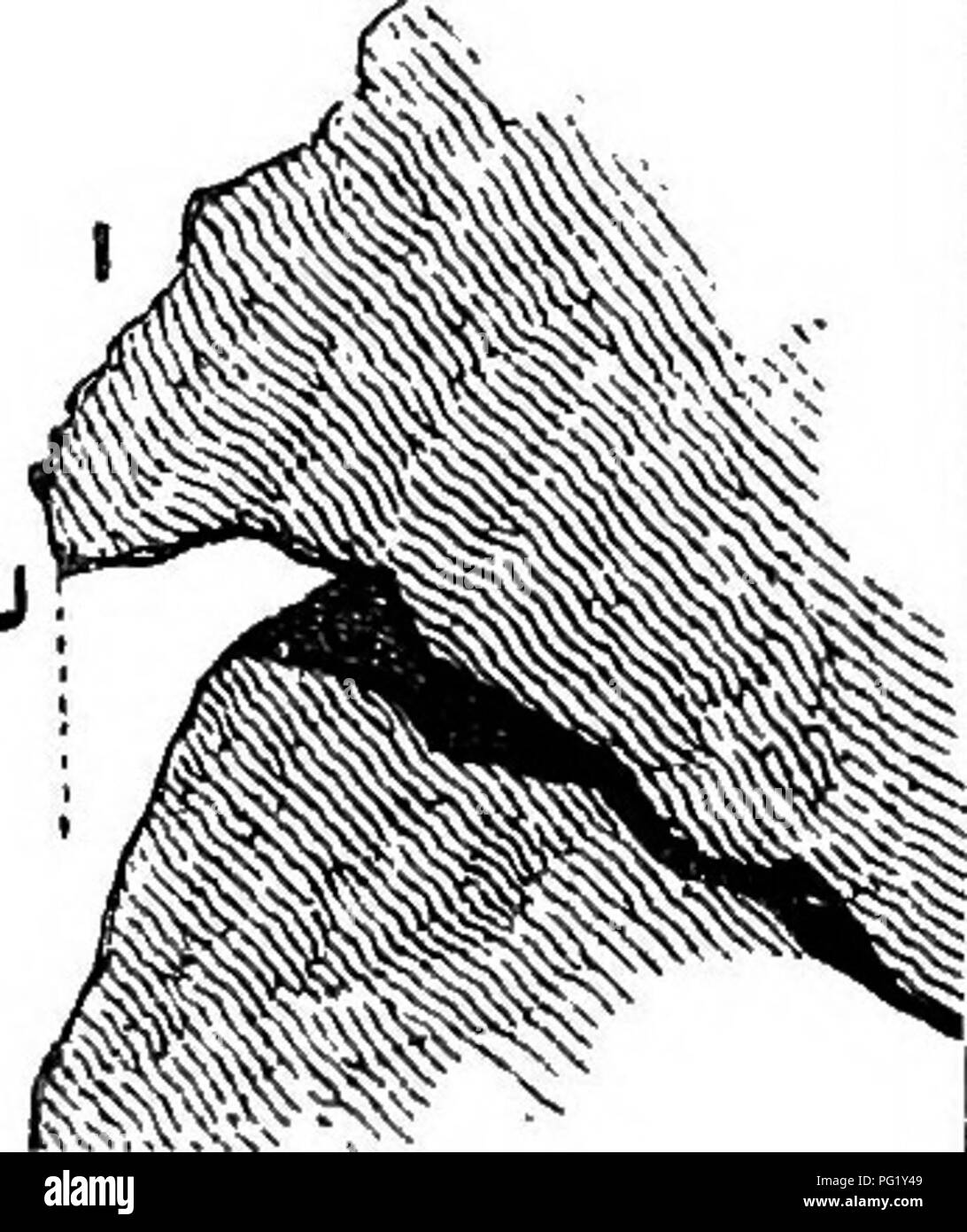 . Fiori alpini per giardini inglesi . Piante di montagna. Fig. S.-fessura orizzontale, witli impresa letto discendente della terra, sabbia, &amp;c. un buon strato intermedio di ricco terriccio, pietre, o graniglia, mescolato con un po' di torba. La vista frontale di una struttura di questo tipo sarebbe così buio spazi in Fig. 8 essendo saldamente riempito con la miscela appropriata di suolo prima che il corso superiore di rocce di grandi dimensioni è posto.. Si prega di notare che queste immagini vengono estratte dalla pagina sottoposta a scansione di immagini che possono essere state migliorate digitalmente per la leggibilità - Colorazione e aspetto di queste illustrazioni potrebbero non perfettamente resemb Foto Stock