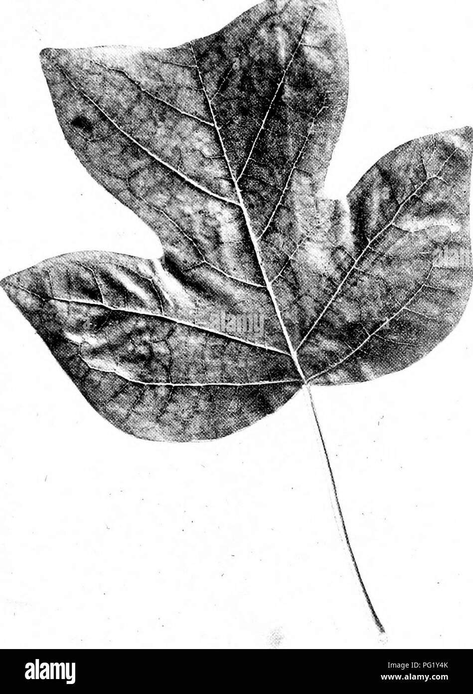 Questa guida fornisce uno studio degli alberi autoctoni, compreso il Tulipano (*Liriodendron tulipifera*). L'albero dei tulipani è riconosciuto dalle sue grandi foglie lobate e dai caratteristici fiori simili a tulipani. Si trova comunemente nelle foreste nordamericane ed è noto per la sua rapida crescita e altezza. Foto Stock