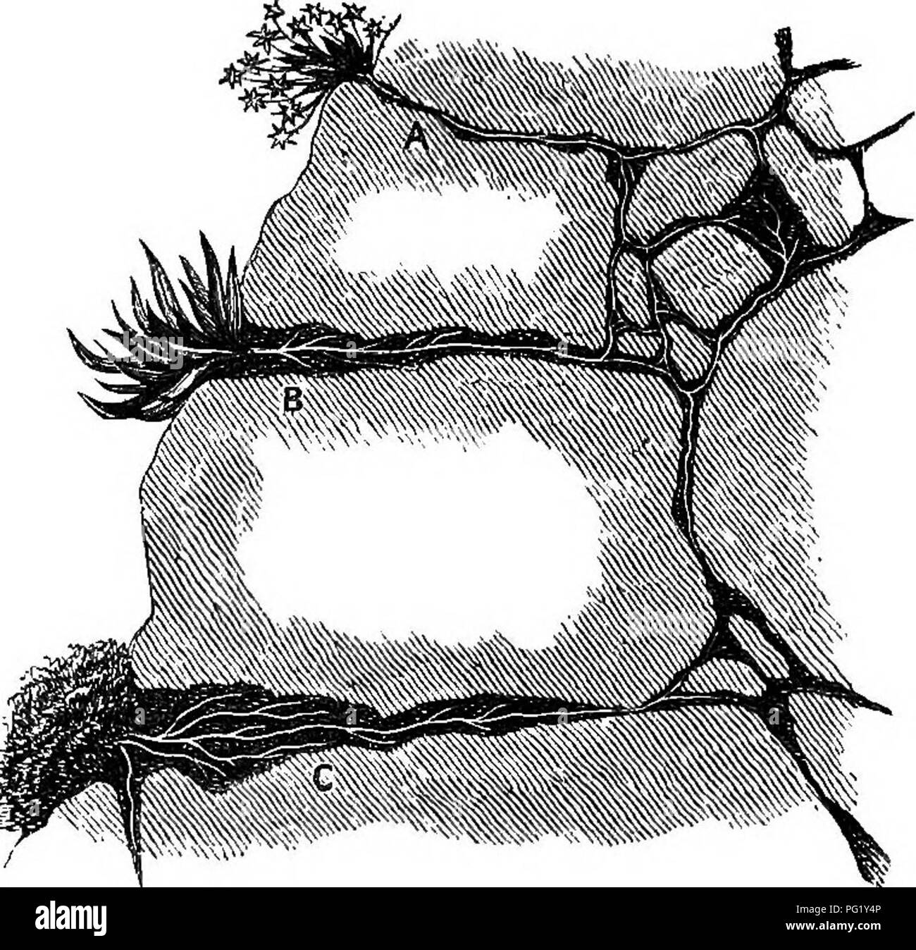 . Fiori alpini per giardini inglesi . Piante di montagna. Parte I. Il rock-giardino. dolce tumulo isolato o Apri posizione soleggiata e disposti come mostrato nelle Figg. 4, j, 27, e 28, produrrebbe una migliore efifect rispetto a varie centinaia di tonnellate posizionato come in Fig. 6. Nel trattare con la costruzione delle masse più audace di roccia- lavoro, non possiamo avere una migliore guida rispetto a Il Sig. James Backhouse, al quale sono riconoscente per il seguente articolo, quale primo ap- peared nel campo '.' Se chiediamo solamente di una certa superficie di roccia disposte in un modo pittoresco, dettagli come questi non possono. Fig. 7.-Aj Silene alpestris. B Foto Stock