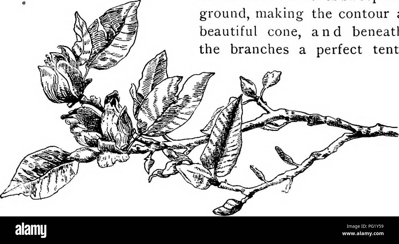 . I nostri alberi nativi e di come identificarli; un famoso studio delle loro abitudini e le loro peculiarità. Alberi. GUCUMBER-albero intero abitudine è cambiato ; i rami inizio bassa, diventano pendenti, e con il tempo la struttura ad albero è di trenta piedi alto, le estremità dei rami inferiori spazzare il terreno, rendendo il contorno di un magnifico cono e sotto i rami di una perfetta tenda.. Ramo di fioritura di cetriolo-tree, Magnolia acuminati. Un tale albero avente i suoi rami ribaltato con frutta rosa pre- sents in settembre un unico e appariscente. Lo spruzzo del cetriolo, come quello di tutti i grandi-lasciato alberi, è co Foto Stock