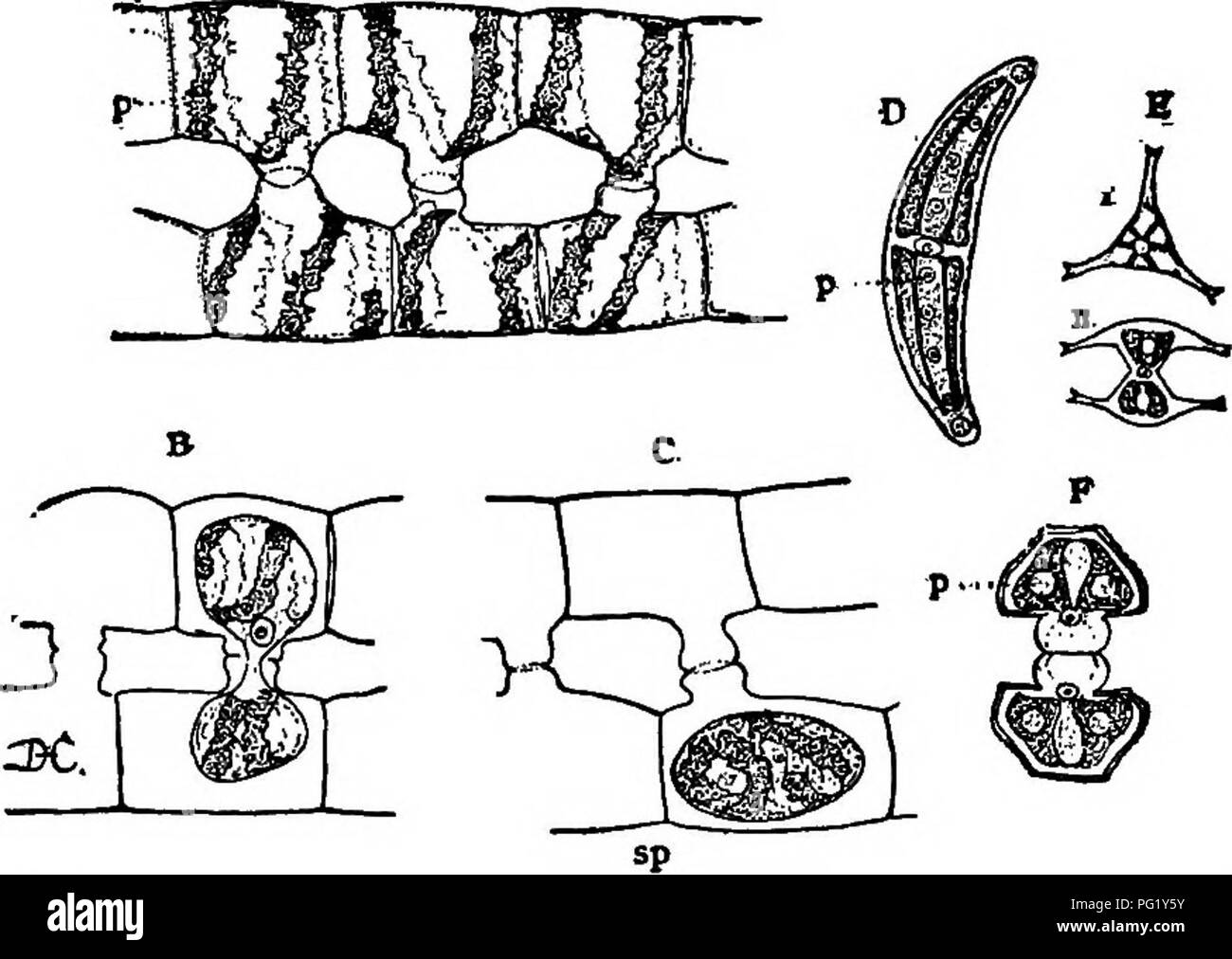 Questo testo si concentra sul processo evolutivo delle alghe verdi, in particolare il gruppo *Conjugatae*, che consiste principalmente di piante d'acqua dolce. Illustra le fasi della coniugazione, il processo con cui due filamenti di *Spirogyra* si combinano per formare una spora di riposo. Le immagini raffigurano varie fasi di questo processo, evidenziando lo sviluppo delle masse protoplasmatiche e la conseguente formazione di spore. Foto Stock