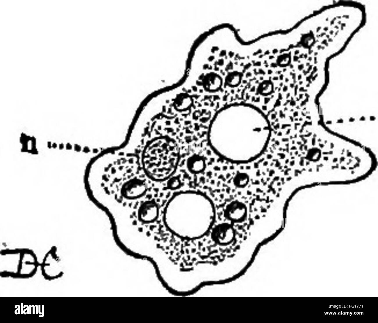 . Lezioni sulla evoluzione delle piante. La botanica; piante. Introduzione. Fig. 2.^-un ameba - un unicel- lular organismo costituito da una massa nucleate del protoplasma senza una parete cellulare. ", N ucleus; V, uno del vac contrattile- uoles. Il nucleo mostra una struttura complicata, essendo com- posti di un molto di filamenti intrecciati, più o meno fuse insieme in determinati punti di sostanza (linin) che non facilmente assumere le macchie ordinario utilizzato in studi istologici. In questo linin-filettatura sono numer- le unità organizzative di granuli di una sostanza peculiare, cromatina, char- acterized dalla sua avidità per vari Foto Stock