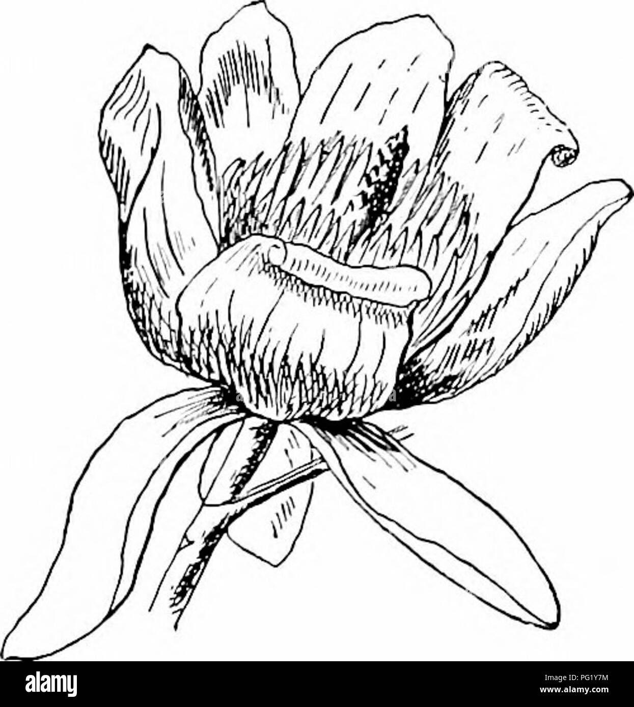 . I nostri alberi nativi e di come identificarli; un famoso studio delle loro abitudini e le loro peculiarità. Alberi. Foglie di dispiegamento di Tulip-tree. ; Composta di scale come è usuale, e queste scale crescere di pari passo con la crescente shoot. A questo proposito le gemme non differiscono da quelle di molti altri alberi, ma ciò che è peculiare è che ogni coppia di scale devel- ops così da formare un ovale en- velop che contiene il giovane foglia e la protegge contro la variazione delle temperature fino a quando non è abbastanza forte da sostenere senza pregiudizio. Quando essa ha raggiunto tale stadio brattee separate, la piccola foglia esce carefu Foto Stock
