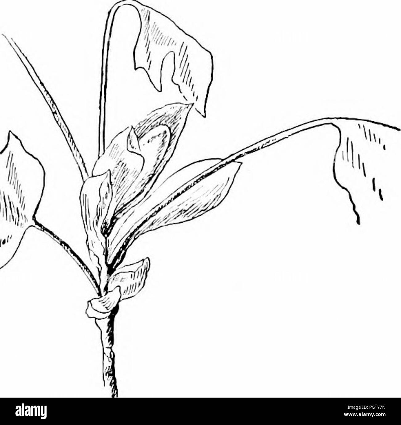 . I nostri alberi nativi e di come identificarli; un famoso studio delle loro abitudini e le loro peculiarità. Alberi. TULIP-TREE chiamato propriamente magnifico, per sorge all'altezza di cento novanta piedi. Il Tulip-tree, tuttavia, in piedi da sola raggiunge il suo sviluppo più raffinati. Il tronco si erge come un co- rinthian colonna, alto e snello, i rami fuoriescono simmetricamente, e il 'HlftA tutto il contorno del '* albero, anche se un po' formale, possiede un cer- tain maestosa eleganza. Le foglie sono di forma inusuale e de- velop in più un pe- culiar e carattere- istic modo. La foglia-boccioli. U Foto Stock