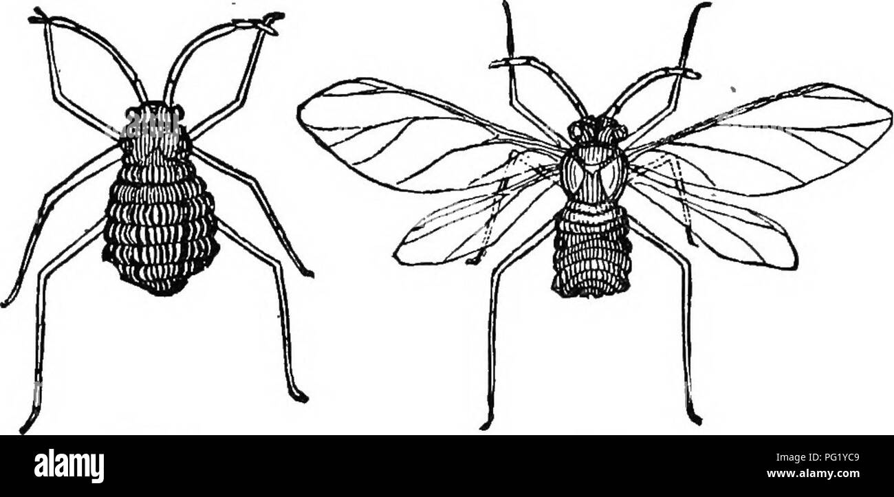. L'apicoltore di guida; oppure, manuale dell'apiario. Le api. O, MANUAI, di THB apiario. 391 entro gli incavi sono i pidocchi, che secernono un abbondante dolce che spesso attira le api per una festa di grasso le cose, come il fiele è lacerato o crepe si aprono, in modo che il dolce trasuda. Questo dolce, ma è qualcosa di spiacevole e non può essere onu- fig. 197.. J V femmina. Maschio. Sycamore Plant-Louse molto ingrandito.-Origbial. Fig. 198.. Si prega di notare che queste immagini vengono estratte dalla pagina sottoposta a scansione di immagini che possono essere state migliorate digitalmente per la leggibilità - Colorazione e aspetto di queste illustrazioni m Foto Stock