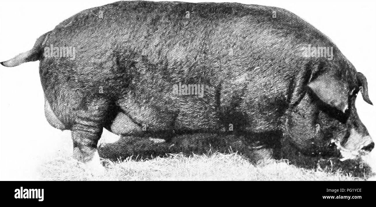 . Manuale di animali da fattoria; una guida pratica per la scelta, l'allevamento e mantenere dei cavalli, bovini, ovini e suini. Industria animale; cavalli; bestiame, ovini e suini. Scegliere e giudicare suina 455 o più grandi le zanne così come il più grande e più rugoso il corpo in tutto e per tutto. La vecchia scrofa più pendulent ventre, grossolana e più rugoso ella diventa. La scelta di strutto-porci il lardo- o fat-maiale è desiderata per la versione completa di spalle e prosciutti pesanti. Questi punti devono essere tenuti ben in mente. L. Fig. 157. - La Polonia Cina Yeaklino cinghiale. Fiera, 1908. Il primo premio, Wisconsin stato la Polonia Cina b Foto Stock