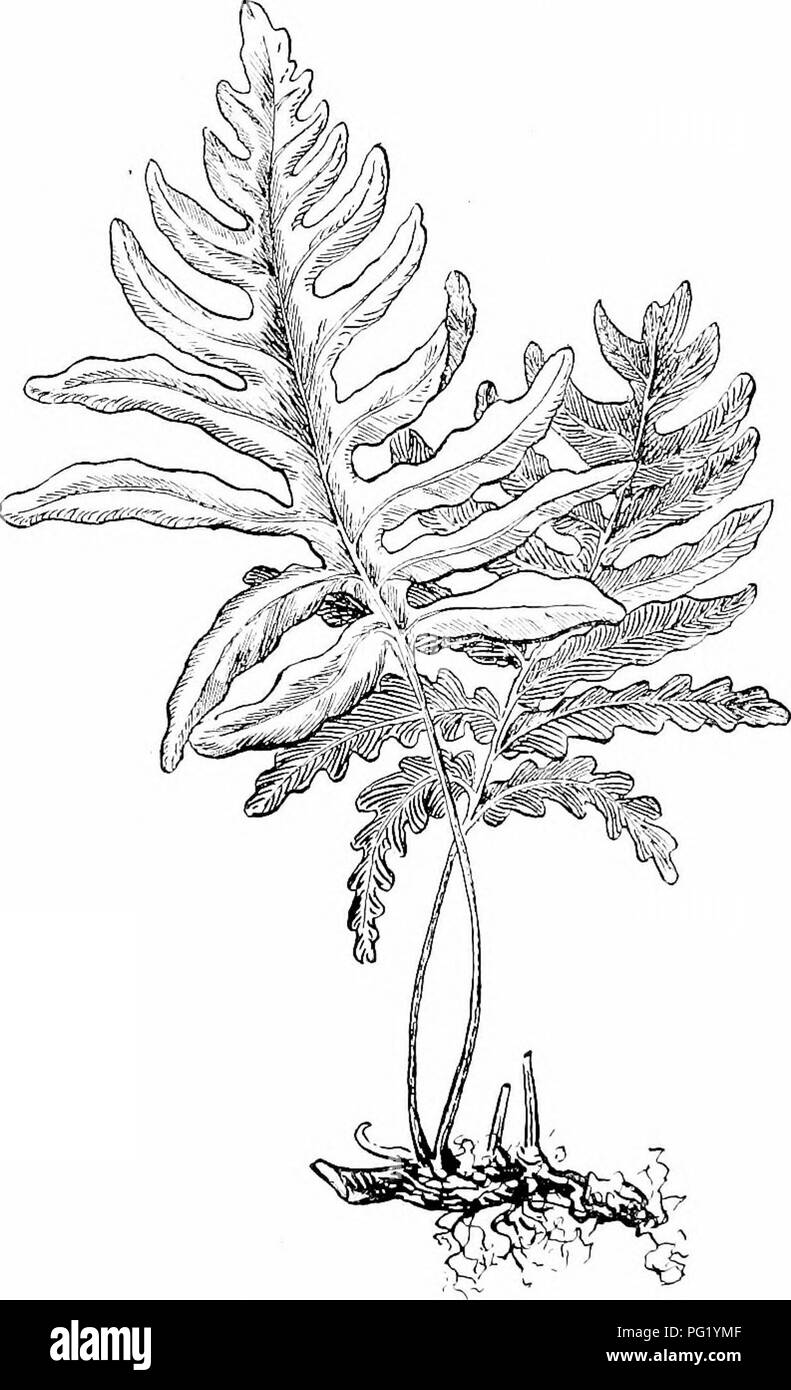 . Impianto studi; un elementare botanica. La botanica. Studi di piante a foglia, del display e di regola tali steli non producono molte foglie fogliame, ma le foglie sono atte ad essere grande.. Fig. 46. Un comune felce, Rlinwing undtTgrouutl Ibe stelo (portinnesti), vhioh invia tlie pochi grandi foglie fogliame sopra la superficie.-Dopo Atkinson. La posizione sotterranea è un buono, lio"vover, per scopi di protezione contro il freddo e la siccità, e quando il fogliame le foglie vengono uccisi quelli nuovi possono essere messi fuori da. Si prega di notare che queste immagini vengono estratte dalla pagina sottoposta a scansione di immagini che possono essere state enhanc digitalmente Foto Stock