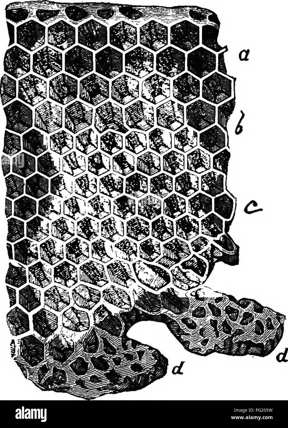 . L'apicoltore di guida; oppure, manuale dell'apiario. Le api. Mhombs, basi piramidali t, e sezioni di celh. Â ^^VH^^VT^^^ âIllustrated. ^io?^Sv^&amp;. Honey-Comb.â un drone-cellule. b Cellule deformate. Dopo Duncan. c lavoratore-cellule. dd regina-cellule. mazione, sebbene il numero di cellule deformate varia da due, molto raramente uno ad otto. Il perfetto drone-cellule possono essere e spesso sono contigue al lavoratore perfetto-celle, le celle irregolari essendo utilizzato per compilare le necessarie irregolarità. Un inglese. Si prega di notare che queste immagini vengono estratte dalla pagina sottoposta a scansione di immagini che possono essere state enh digitalmente Foto Stock