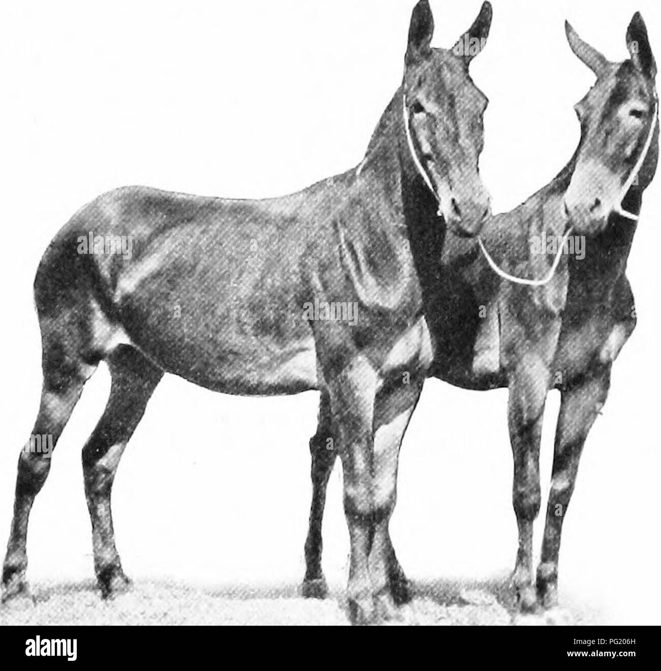 . Manuale di animali da fattoria; una guida pratica per la scelta, l'allevamento e mantenere dei cavalli, bovini, ovini e suini. Industria animale; cavalli; bestiame, ovini e suini. Il BBEEDING DI CAVALLI 125 mare. Un bardotti è il prodotto di uno stallone accoppiato a un jennet. Quest'ultimo è raramente visto in questo paese. Esso ricorda il mulo. Si afferma tuttavia che l'bardotti prende più i caratteri del cavallo, la testa è più nitidi e orecchie più breve del mulo, i capelli per la criniera e la coda più pesante e il piede più grande. Il bray è come il cavallo. Bardotti sono scarsi perché. Fig. 53. - Una coppia di muli Phemium. Proprio Foto Stock
