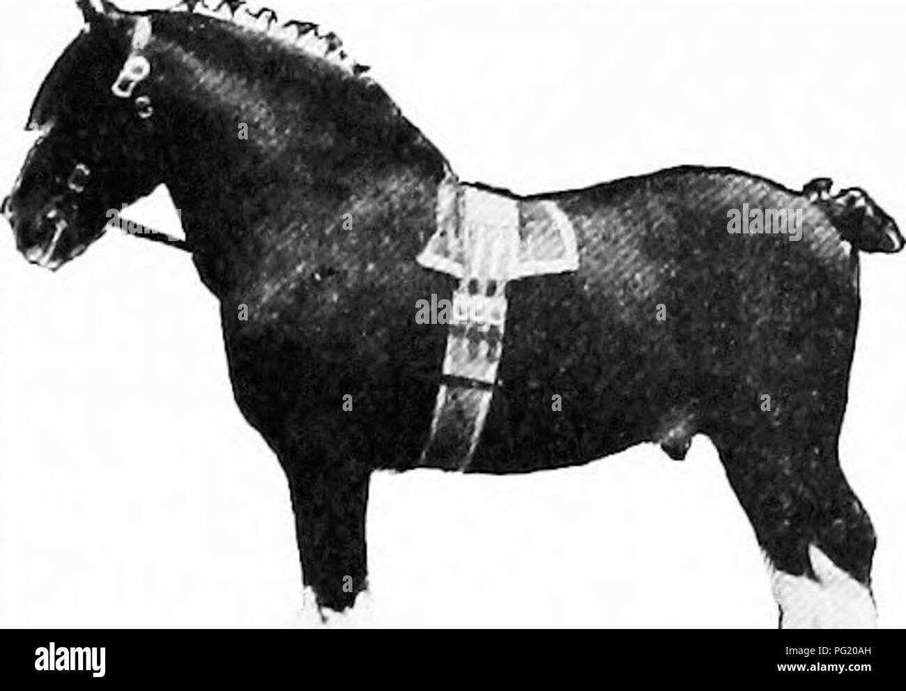 . Manuale di animali da fattoria; una guida pratica per la scelta, l'allevamento e mantenere dei cavalli, bovini, ovini e suini. Industria animale; cavalli; bestiame, ovini e suini. 40 manuale di animali da fattoria. "-Nw^ Fig. 26. - Campione Italiano Shihe stallone "Mazemorb Haeold." essenziale per il corpo di animale e in secondo luogo la percentuale di pro- tein è relativamente piccola nella maggior parte delle piante. Come per le altre sostanze nutritive, il gruppo di proteina contiene carbonio, idrogeno ed ossigeno, e in aggiunta essa anche con- tains azoto, che è l'elemento caratteristico di tutto il gruppo. È su questo elemento di azoto che Foto Stock