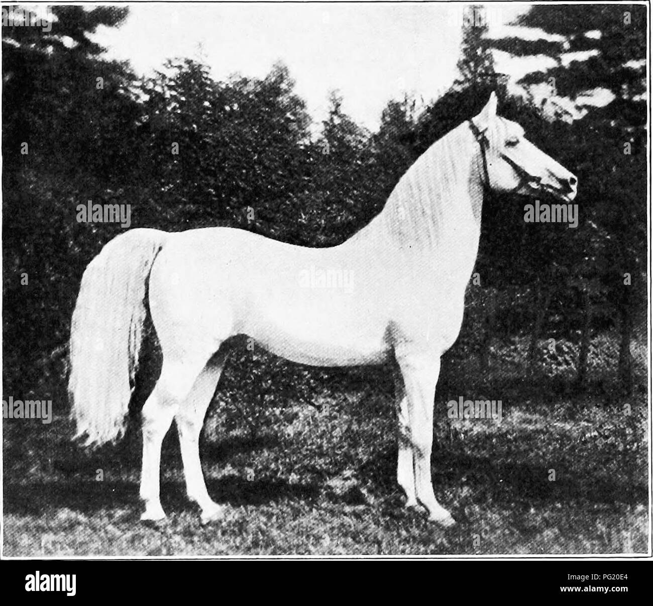 . Manuale di animali da fattoria; una guida pratica per la scelta, l'allevamento e mantenere dei cavalli, bovini, ovini e suini. Industria animale; cavalli; bestiame, ovini e suini. 6 MANUALE DI FAEM animali l'animale viene prelevato come questo serve a stimolare l'animale ed egli mostra a vantaggio. Come il cavallo passa in cantiere, il porta-modo offre un ottimo luogo per esaminare il cavallo gli occhi, naso, bocca, e rilevando l'età.. Fig. 1. - Stallone Aeab " Shahwan." importato da J. A. P. Ramsdell, di Newburg, N. Y. Il Cavallo Arabo, chiamato dopo il suo paese nativo, è particolarmente notato come essendo Foto Stock