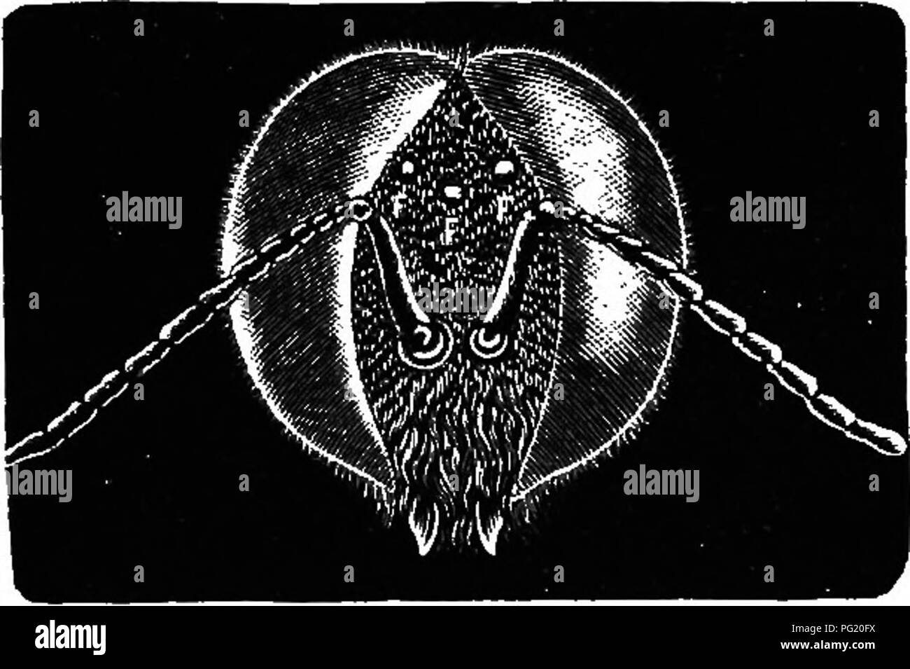 Questa guida all'apicoltura illustra le diverse razze dell'ape, tra cui le varietà Apis mellifera come le api italiane, egiziane e cipriane. Comprende anche le Apis dorsata, Apis zonata e altre specie. Il manuale sottolinea l'importanza di comprendere le gare di api per il successo dell'apicoltura. Foto Stock