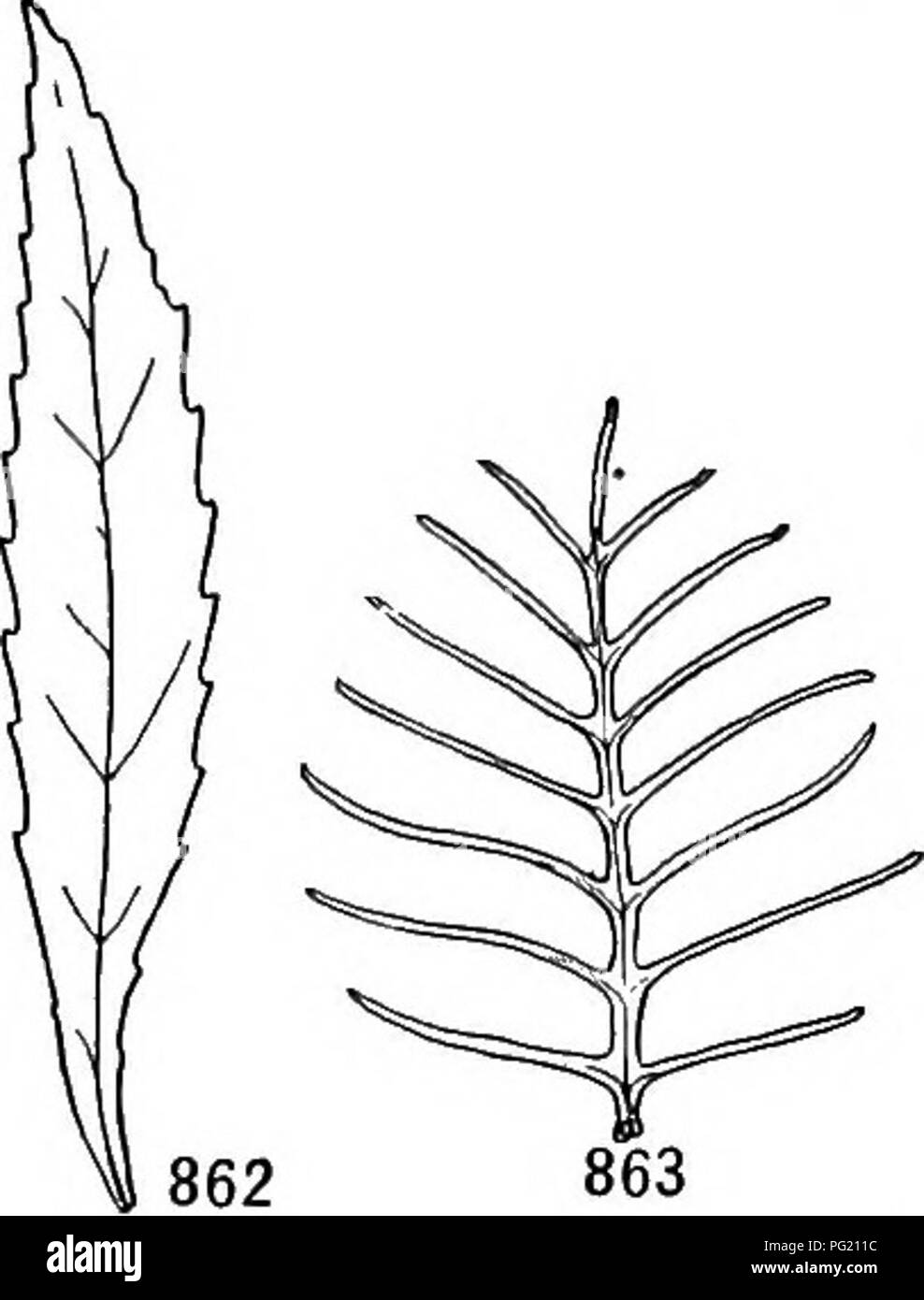 . Un libro di botanica per scuole e università ... La botanica. Lascia 593. sap diventa relativamente diluite. La forma palmella può essere prodotto anche da stimolo chimico, in particolare mediante sali tossici {ad esempio sali di rame, piombo e argento), e da soluzioni di acqua di palude, dove la bassa concentrazione esclude la pressione osmotica come un fattore causativo. Per quanto noto, altre alghe di solito reagiscono ai cambiamenti nella concentrazione del mezzo dopo la moda di Stigeoclonium, ma i dati sono scarsi. Il fresco- acqua alga, Mougeotia, quando coltivate in acqua salata per un tempo diventa così accuratamente " Alloggio Foto Stock