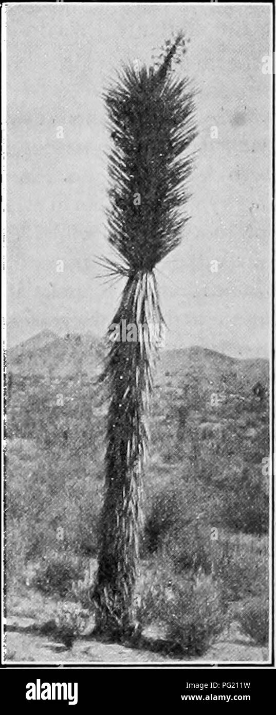 . Un libro di botanica per scuole e università ... La botanica. S88 ecologia stadi quiescenti sono in grado di sopportare le alte temperature delle sorgenti calde o la bassa temperatura di idrogeno liquido e sono in grado di resistere al disseccamento del deserto. Anche le alghe, sebbene caratteristica idrofite, può verificarsi, apparentemente onu- protetta, sulle rocce a secco o in caso di neve e ghiaccio, le alghe blu-verdi in particolare essendo circa altrettanto resistenti sono i batteri. I licheni assorbono e traspirare acqua rapidamente, sottoposti a lunghi periodi di siccità in uno stato essiccato senza pregiudizio; infatti, essi possono essere considerati tra i th Foto Stock