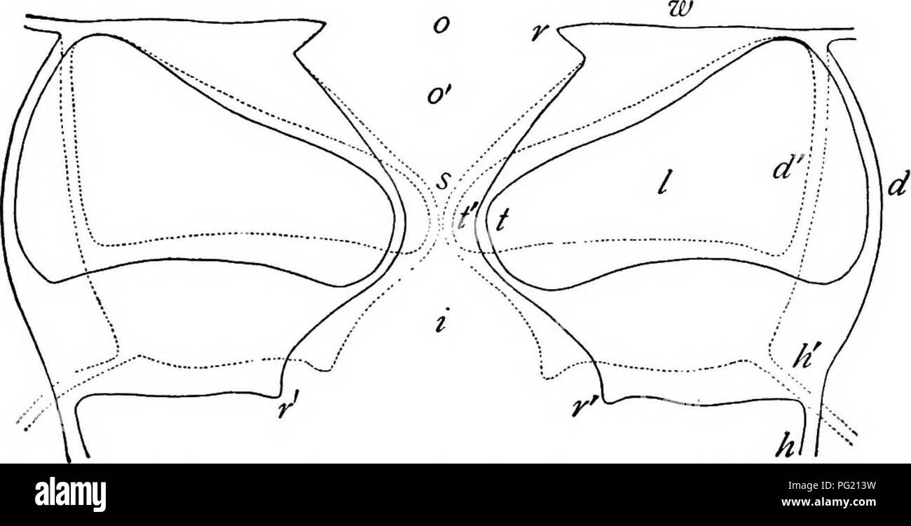 . Un libro di botanica per scuole e università ... La botanica. 562 ecologia non hanno alcuna stomata, mentre immerso lascia li hanno in abbondanza (figg. 768, 769). Scala sotterranea lascia di solito non hanno alcuna stomata, ancora quando il primordia di tali lamine sono esposte alla luce e aria, spesso si sviluppano in foglie di fogliame con abbondanti stomata, mentre la primordia di fogliame esce quando fatto crescere in terreno diventano foglie di scala e sono privi di stomata. A volte lo sviluppo stomale inizia nel suolo, ma è completato solo alla luce e aria. I fattori coinvolti. - I fattori che inducono l'app Foto Stock
