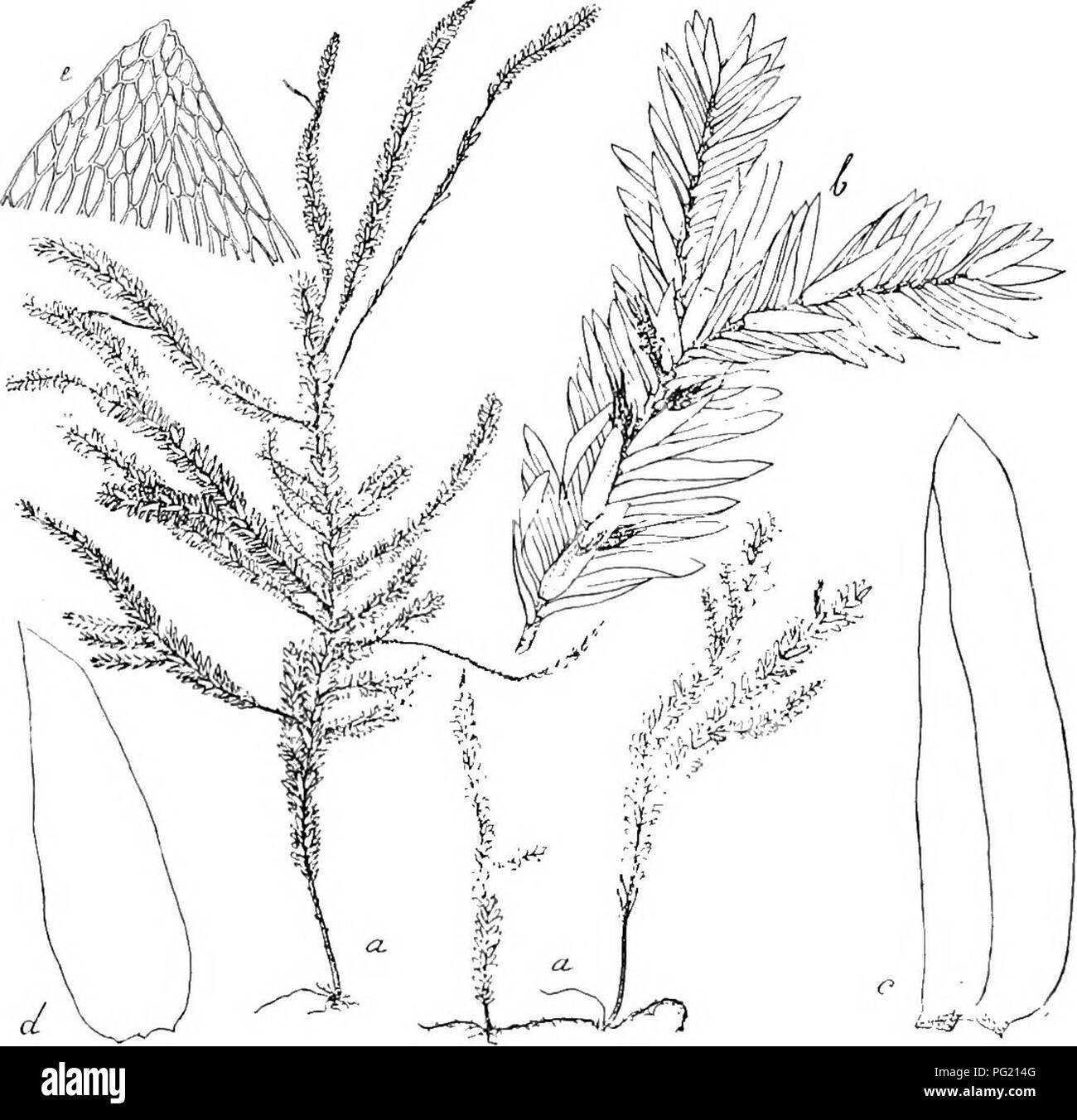 . Flore de Buitenzorg. La botanica. 874 des Hauptstengels nicht verschieden, kaum etwas grosser, die seitlichen aber meist etwas hohler und breiter (bis L2 mm.); Fig. 154.. Nec/i'epoca tjibodensis Flsch. ". Habitusbild (natiirl. Grdsse). b. Zweig mit -9 Bliiten f. V. Stongelblatt '= . Fiederblatt. Blattspitzo - alle ohne Rippe, bisweilen nur an der inserimento die- selbe kurz doppelt angedeutet. Flach Blattrand, bei den seitlichen Blattern unten etwas eingeschlagen, unversehrt, nur an der aussersten Spitze stumpflichen gezahnelt. Blattzellen elier dunn- wandig, uberall schwach getiipfelt, glatt, prosa Foto Stock