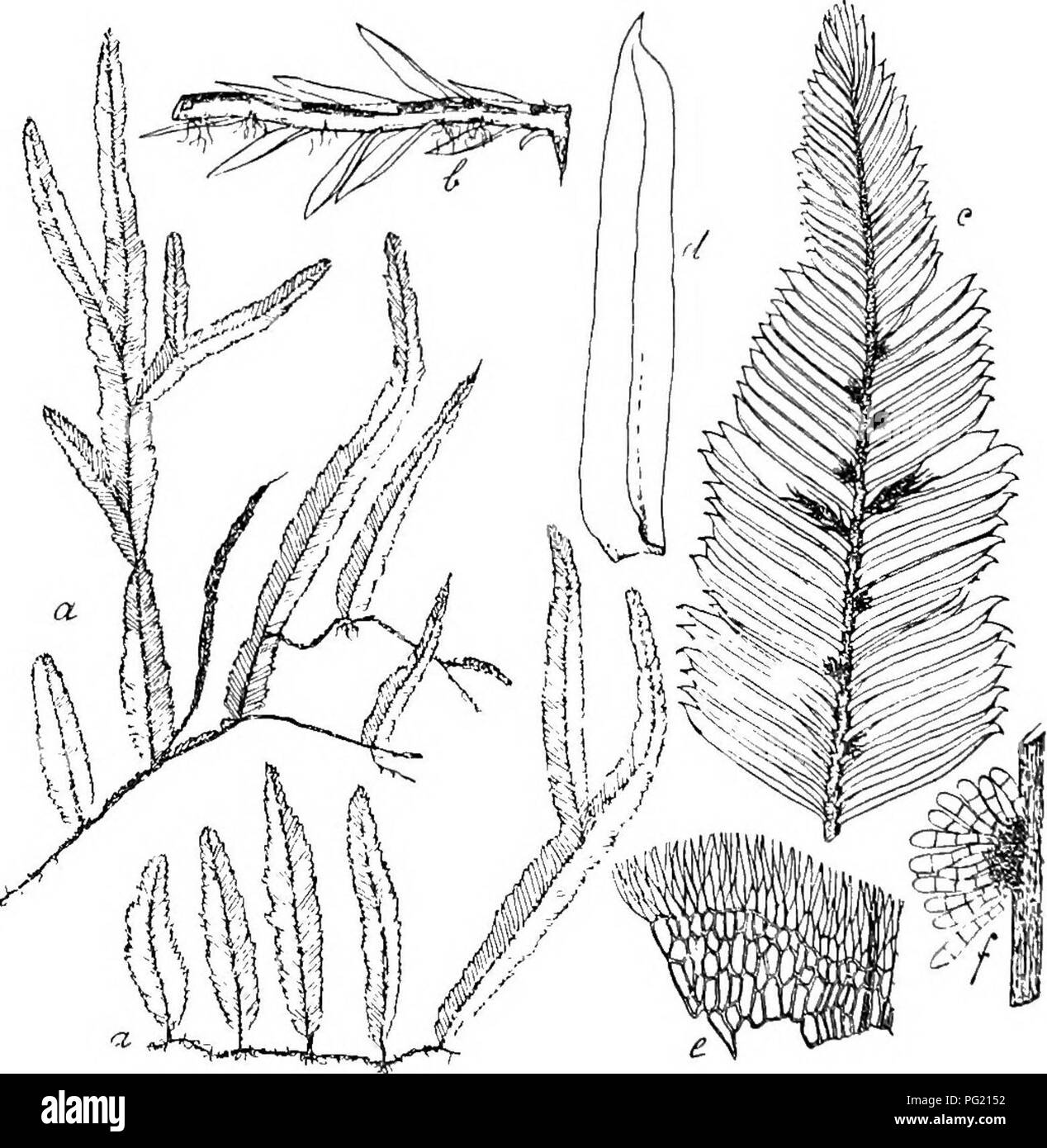 . Flore de Buitenzorg. La botanica. 850 gelmassig durchbrocheu; Qaerglieder zart angedeutet, ventrale di- seite zuweileu mit lamellenartig vortretenden Querleisteu, dorsale unregelmilssig langswulstig verdickt. Endostom fehlend oder diivch eine melir oder minder rudimentare Membran ange- deutet, welche in Fetzen laugs der rendere der za,hne sichtbar ist. Sporen lordo, rundlich, fein papillos bis glatt. 367. Orlhorrliyncliium philippincnsc (Hpe.) C. Mull, in Linnaea 1869-70, p. 30. Sinonimo: Phyllogonium philippinensp Hpe. in sched. Zweihausig. Q laterali Bliiten am secimdaren Stengel, vendere lank knospenform Foto Stock