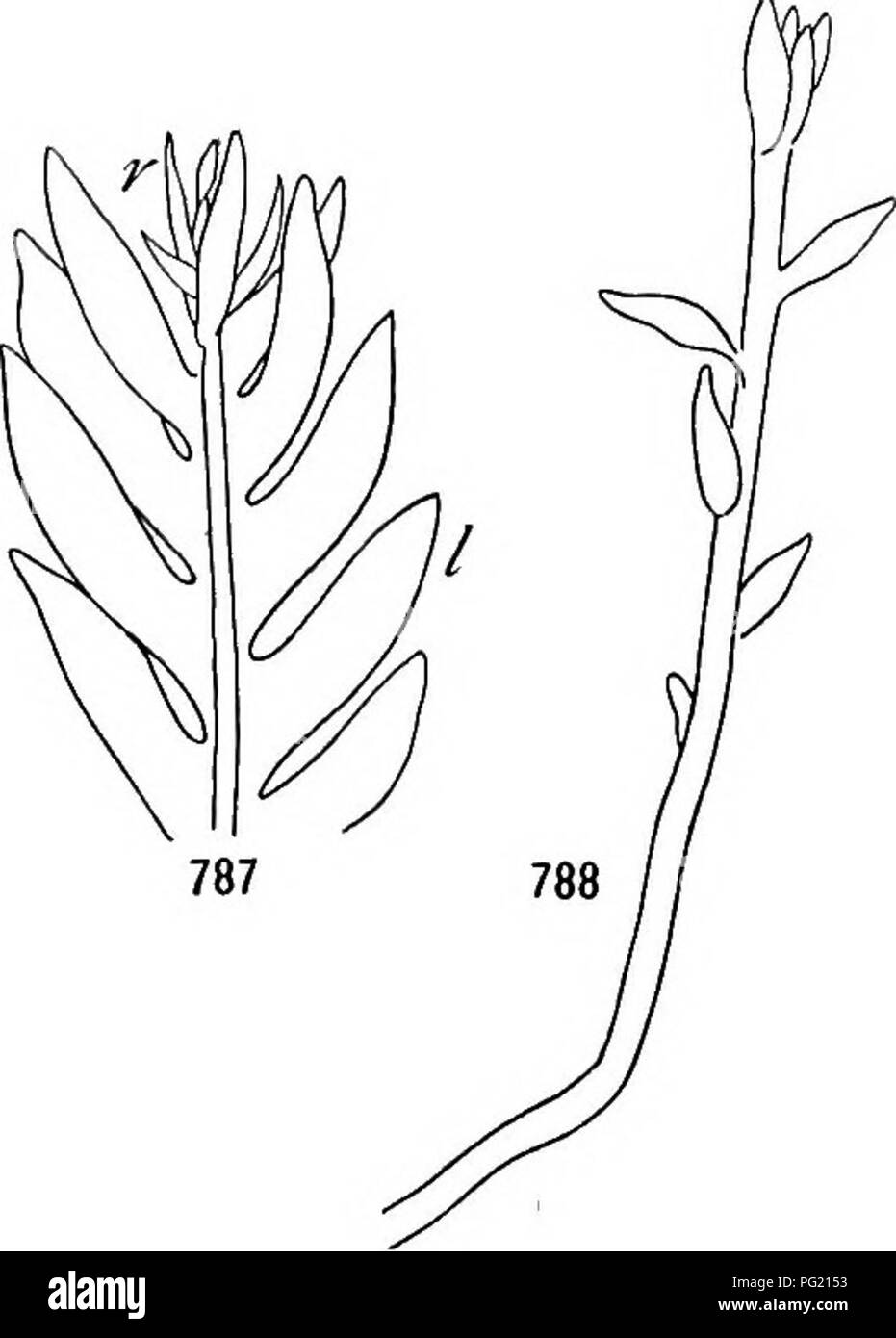 . Un libro di botanica per scuole e università ... La botanica. Lascia 549 chlorenchyma si verifica su qualsiasi lato è la più esposta alla luce. Espansione superficiale è quasi universalmente caratteristica di foglie, e anche se forse non causati da luce, è non di meno di innescare im- portance in ricezione di luce. Foglie verticali. - Nella maggior parte delle forme di foglia sopra considerato vi è una tendenza verso il display di una superficie massima di luce incidente. In verticale e lascia anche in steli sfrondato l'esatto inverso avviene. In quest'ultimo il principale fattore limitante non è una luce insufficiente, ma rath Foto Stock