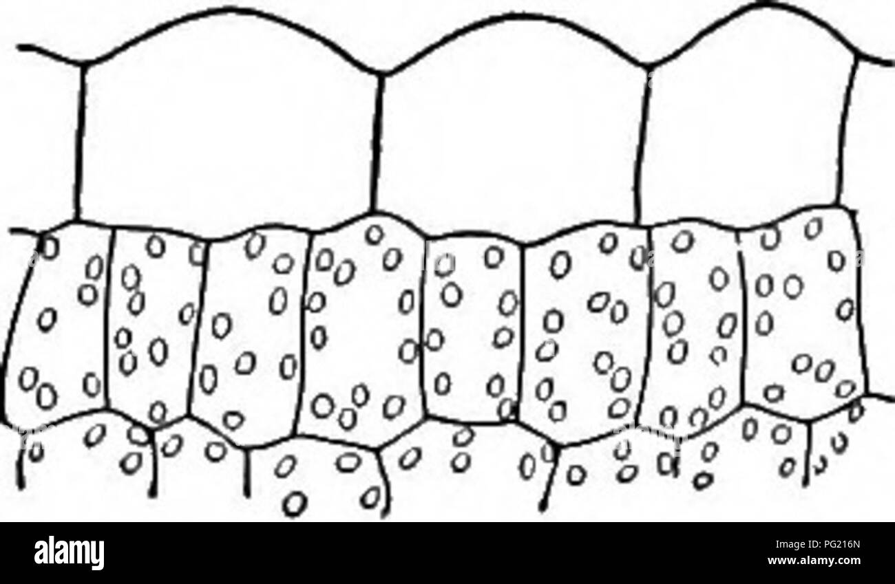 . Un libro di botanica per scuole e università ... La botanica. Fig. 763. - Una sezione trasversale di un hydrophytic sommerse foglia, che di una lenticchia d'acqua {Potamogelon lucens), mostra- zione di pochi strati di cellule (qui tre) caratteristici di una foglia di acqua; nota l abbondanza dei cloroplasti (c) nell'epidermide (e) e l'assenza di interruzione- virtualizzato pareti epidermico; altamente magni- depurato.. allel alla superficie di foglia. In idrofite sommerse epidermal cloro- phyll è di solito abbondante (fig. 1018), che spesso superano in quantità tale che il contenuto in mesophyll, che possono essere allentati e spugnoso a motivo della grande aria spac Foto Stock