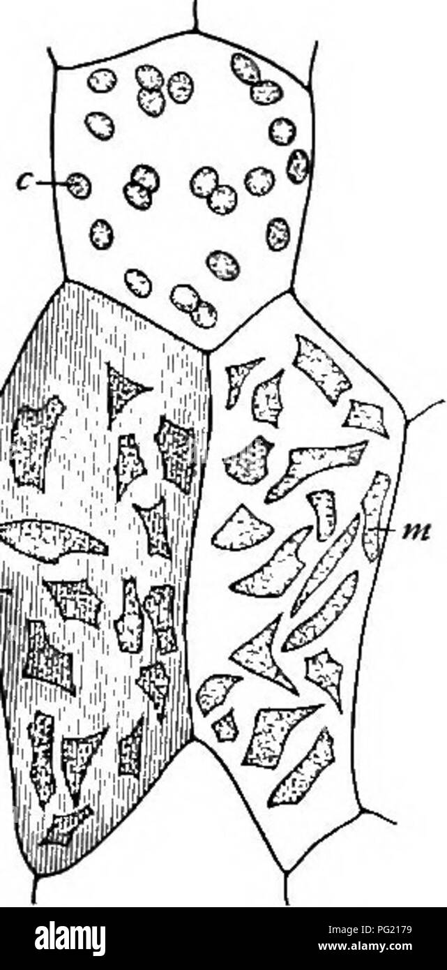 . Un libro di botanica per scuole e università ... La botanica. 522 ecologia. In Anthoceros e Selaginella cloroplasti in alcune cellule sono numerosi e piccoli, mentre in altre cellule sono pochi e grandi (fig. 754). Sun vegetali comunemente sono più piccole di cloroplasti di fare ombra e piante d'acqua. Il cosiddetto cromoplasti delle radici di carota, nasturtium fiori, ecc., spesso sono di forma irregolare (fig. 755). I pigmenti. Â La clorofilla non è un semplice pigmento verde, ma essa contiene in aggiunta al pigmento verde o clorofillina, un pigmento giallo noto come xantofilla e un pigmento arancio nota come Foto Stock