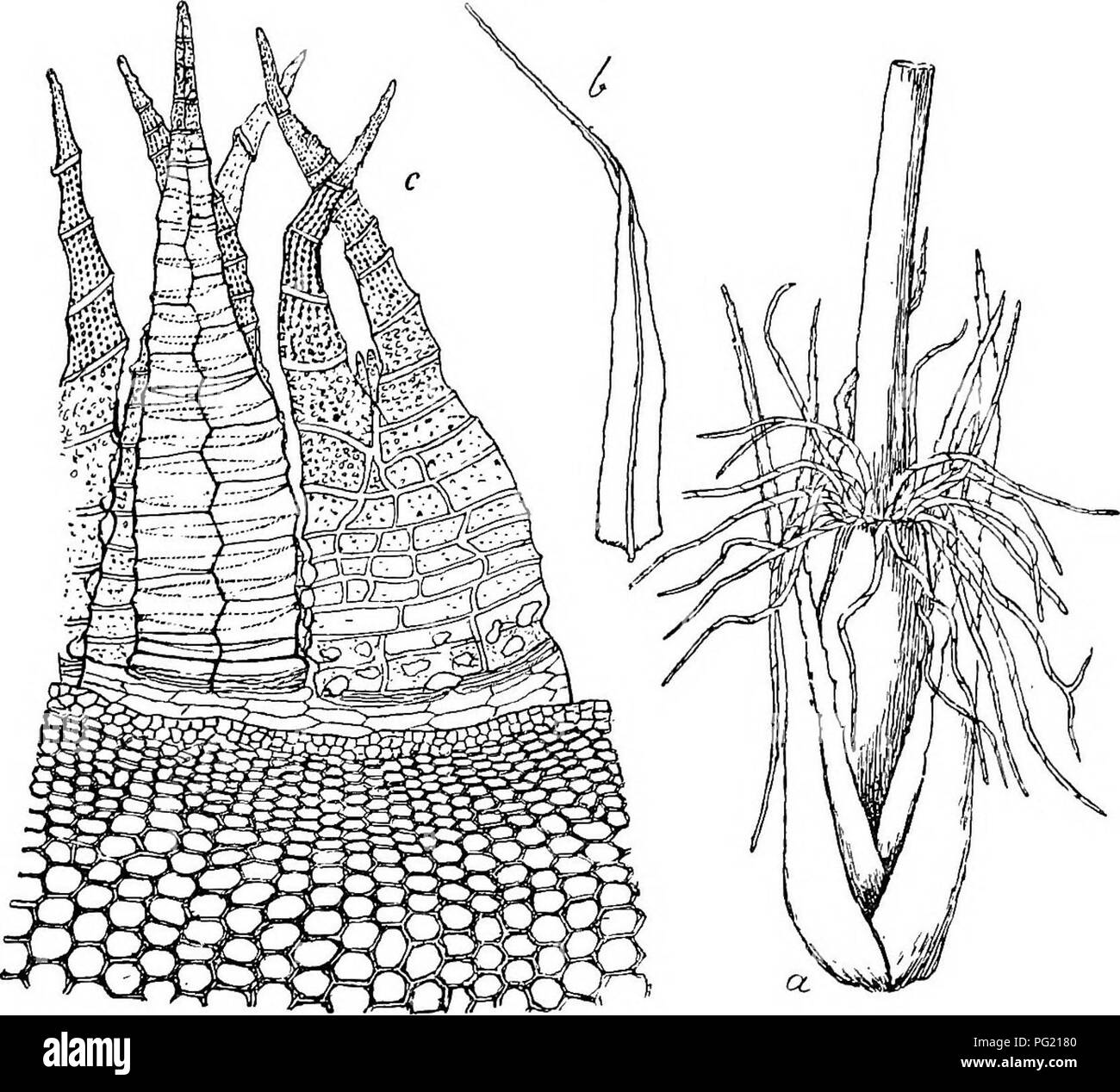 . Flore de Buitenzorg. La botanica. 617 303. Philonotis mollis (Dz. et Mb.), v. d. B. et Lao., Bryol. jav. I, p. 155, T. 125 (1861). SynoDjme: Rartramia mollis Dz. et Mb., in Anna), sc. nat., 1844, p. 300; Muao. frond, ined. Archip. Ind., p. 2 (1845); C. Mull., Syn., I, p. 484 (1849). Bartramia sphaerocarpa Mont., in erba. MiQ. ! Philonotula stolonacea C. Mull., comm. Scheda. IPhilonotis stolonacea Par., in Ind. bryol., Suppl., p. 268 (1900). Exsiccata: impianto, jav., in Zollinger, raccogliere., N°. 1815, 1421. Zweihausig. cf Pflanzen eiufach oder durch Innovationen Fig. 117.. FMlonotis mollis B. et Lao Foto Stock