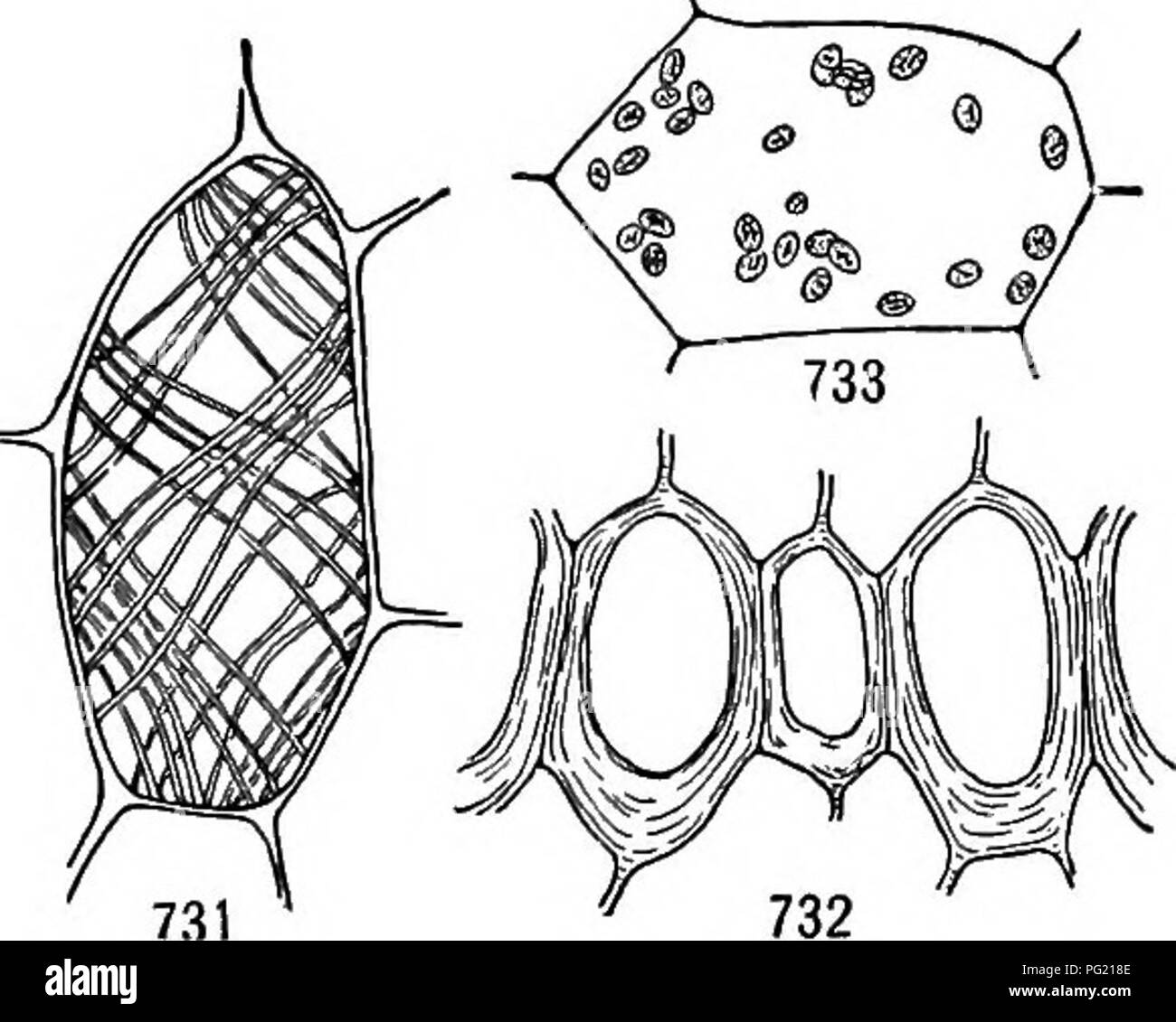 Questo libro di testo tratta concetti botanici avanzati, concentrandosi sull'anatomia vegetale, tra cui la struttura delle radici aeree nelle orchidee epifitiche tropicali e la funzione del velamen nell'assorbimento dell'acqua. Foto Stock