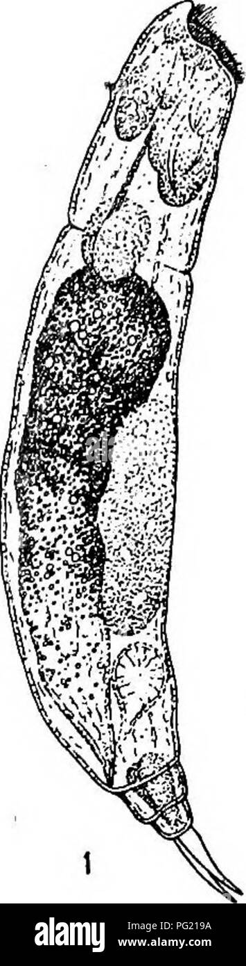 . Relazione della Artico Canadese Expedition 1913-18. Spedizioni scientifiche. . Si prega di notare che queste immagini vengono estratte dalla pagina sottoposta a scansione di immagini che possono essere state migliorate digitalmente per la leggibilità - Colorazione e aspetto di queste illustrazioni potrebbero non perfettamente assomigliano al lavoro originale. Artico Canadese spedizione (1913-1918). Ottawa, F. A. Acland, Stampante per il re Foto Stock