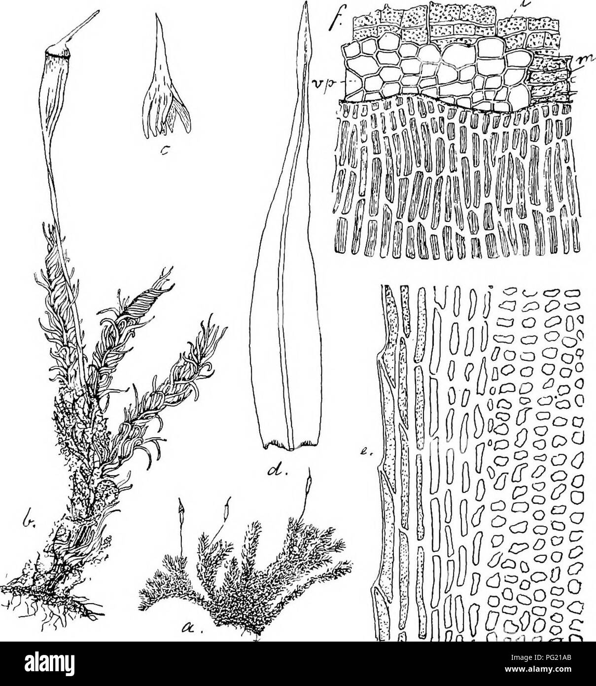 . Flore de Buitenzorg. La botanica. 457 lockerem, dunnwaudigem, getiipfeltem Grundgewebe, welches deutlich in die substere'iden Aussenzellen abgesetzt ist, ohne Centralstra,iig. Blatter versehiedengeformt; die oberen trocken spiralig, links um den Stengel gewunden, oben Fig. 84.. COoOqO (7ooOo' PIANO Oo° /-, CP CO (-T /I Micromitrium goniorhynchum Jaeo. ^. Habitusbild (natfirl. Grosse); b. Desgl. i; c. Haube -'/'. rf. È Stengelblatt. e. Blattrand mit verlangerten Zellen !t ± l. f. Peristom gesohen dorsale ^-2-2.; v.f. Vorperistom; m. ausseres (Membran) Peristom; i. innei'es Peristom. ineist zu einer S Foto Stock