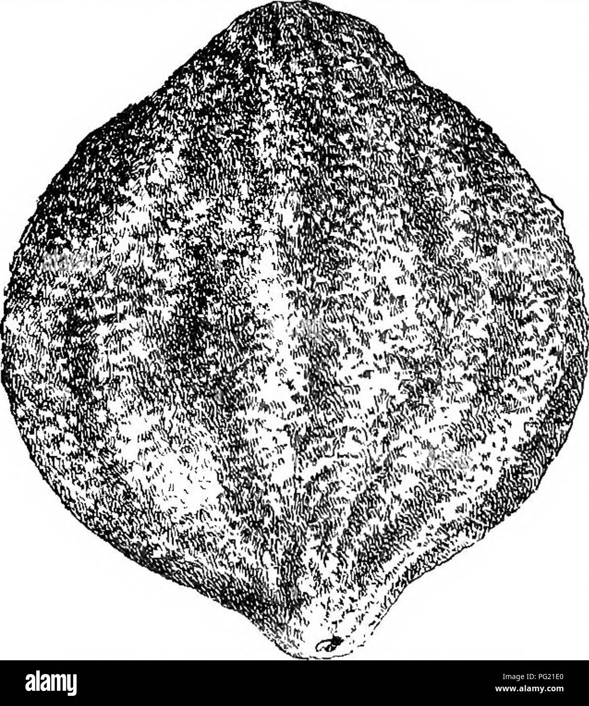 Questo trattato sulla coltivazione della frutta a guscio si concentra sulla propagazione, la piantagione e la cura di alberi e arbusti portatori di frutta a guscio, in particolare il noce giapponese (*Juglans Sieboldiana*). Il lavoro mette in evidenza la sua coltivazione in climi inadatti al noce comune, notando il suo successo nella fattoria sperimentale di Burbank in California. Foto Stock