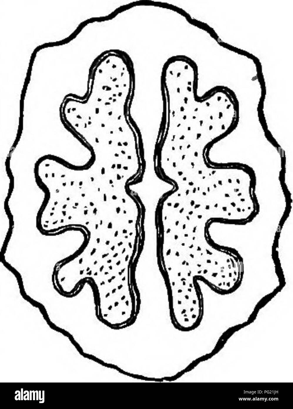 . Il dado culturist : un trattato sulla propagazione, semina e coltivazione del dado cuscinetto di alberi e arbusti, adattata al clima degli Stati Uniti ... I dadi. FIG. 47. WESTEKN SHELLBARK. allentato scale grigiastro ; i giovani rametti stout, con una corteccia grigia, visibili soprattutto in inverno. Frutto di grandi dimensioni, a forma ovale oblunga, normalmente quattro nervata sopra il centro, con de- pressions tra; buccia spessa, alquanto spugnosa, l.rinking a matufi..y e mi litting aperto da u,op down- IRD. Il dado grande, con prom- ent creste, e fortemente linted, capanna leggermente com- â essed ai lati, come si vede i suini. 47 ; shell e spessi Foto Stock