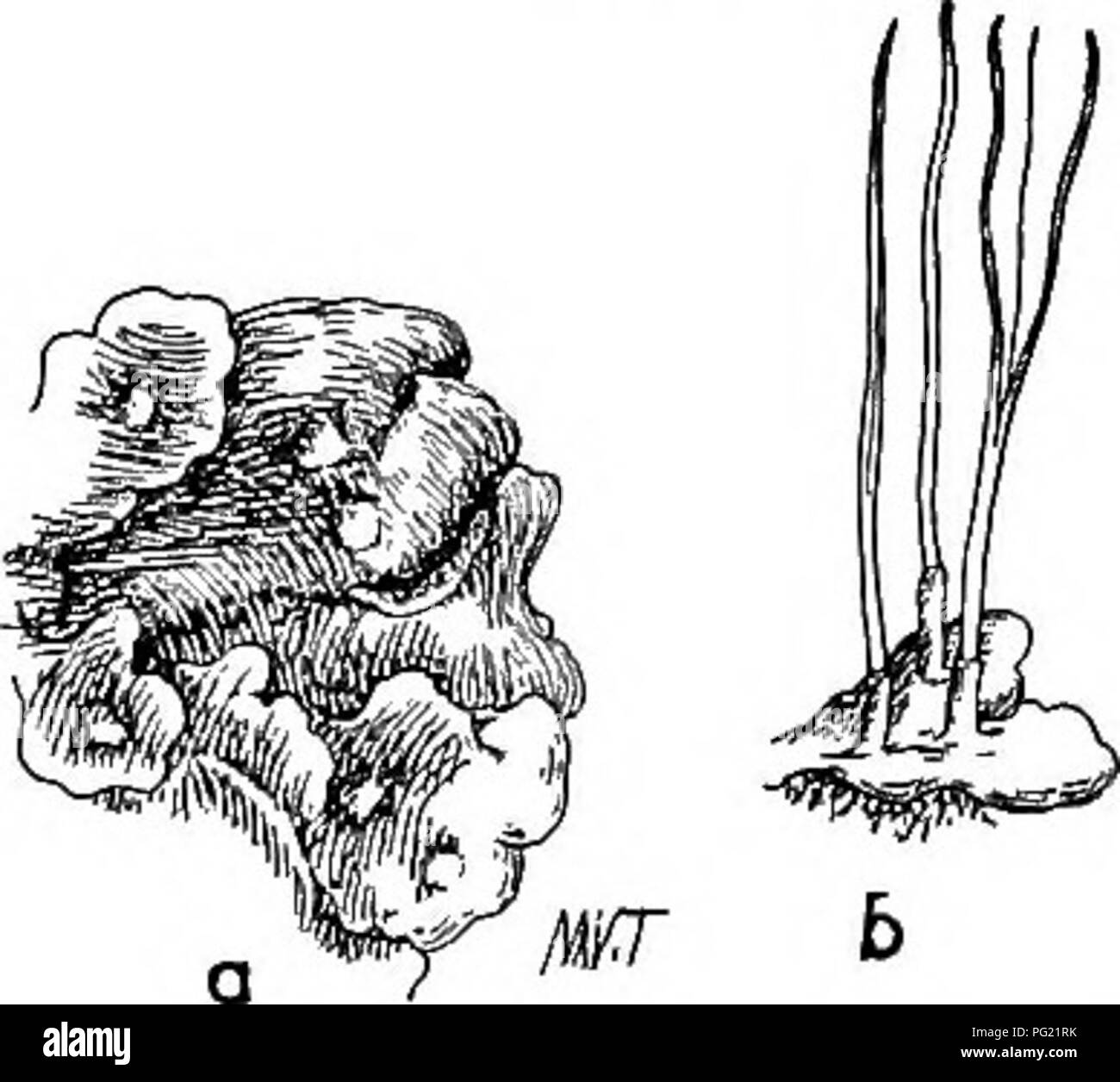 . Muschi con una mano-lente; un non-technical handbook dei più comuni e più facilmente riconosciuti i muschi del nord-est degli Stati Uniti. Muschi. ANTHOCEROS. Abbiamo due specie che sono abbastanza comuni su suolo umido e si trovano spesso crescere insieme. A. LAEvis L., il giallo Spored Anthoceros, è noto per la sua marroncina o capsule di colore giallastro e spore di colore giallo. A. puNCTATus h; il nero Anthoceros Spored, ha entrambe le capsule e spore nero. Le spore di entrambe le specie maturi in autunno (settembre-ottobre). La figura 76. Ricciocarpiis nutans (Dopo Bischoff.) Un &AMP; B. Impianti di dimensioni naturali. C. Lo stesso e Foto Stock