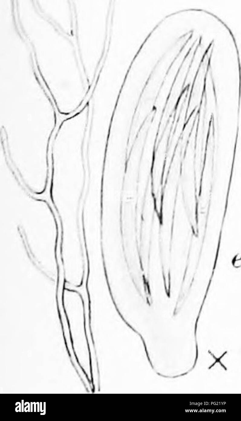 . Una monografia di licheni trovato in Gran Bretagna; essendo un catalogo descrittivo della specie nell'erbario del British Museum. I licheni. . Si prega di notare che queste immagini vengono estratte dalla pagina sottoposta a scansione di immagini che possono essere state migliorate digitalmente per la leggibilità - Colorazione e aspetto di queste illustrazioni potrebbero non perfettamente assomigliano al lavoro originale. British Museum (storia naturale). Dipartimento di Botanica; Crombie, James Morrison, 1833-1906; Smith, Annie Lorrain, 1854-1937. Londra, stampati in ordine di fiduciari Foto Stock